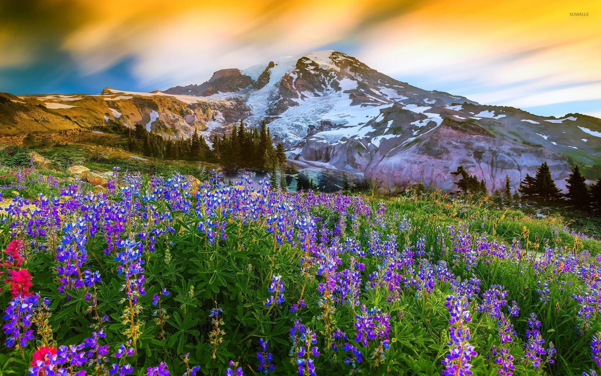 1920x1200 Mount Rainier National Park Wallpaper