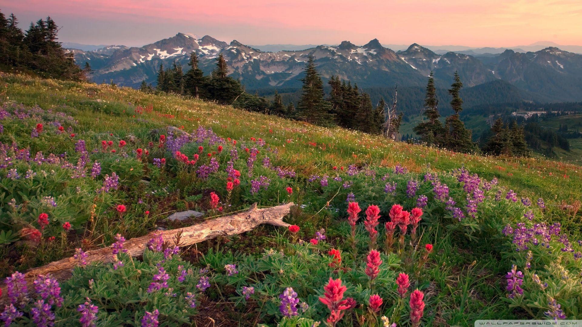 1920x1080 Download Tatoosh Range Mount Rainier Washington Wallpaper