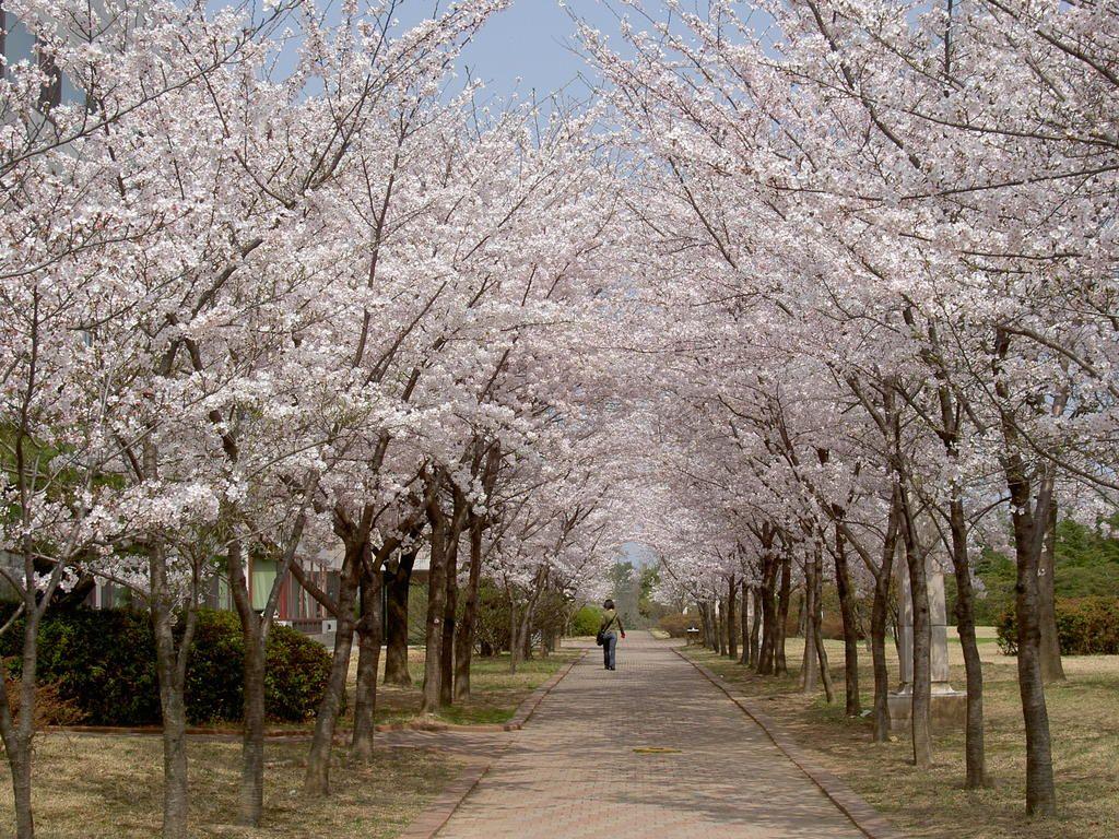 1024x768 Cherry blossoms at POSTECH.jpeg