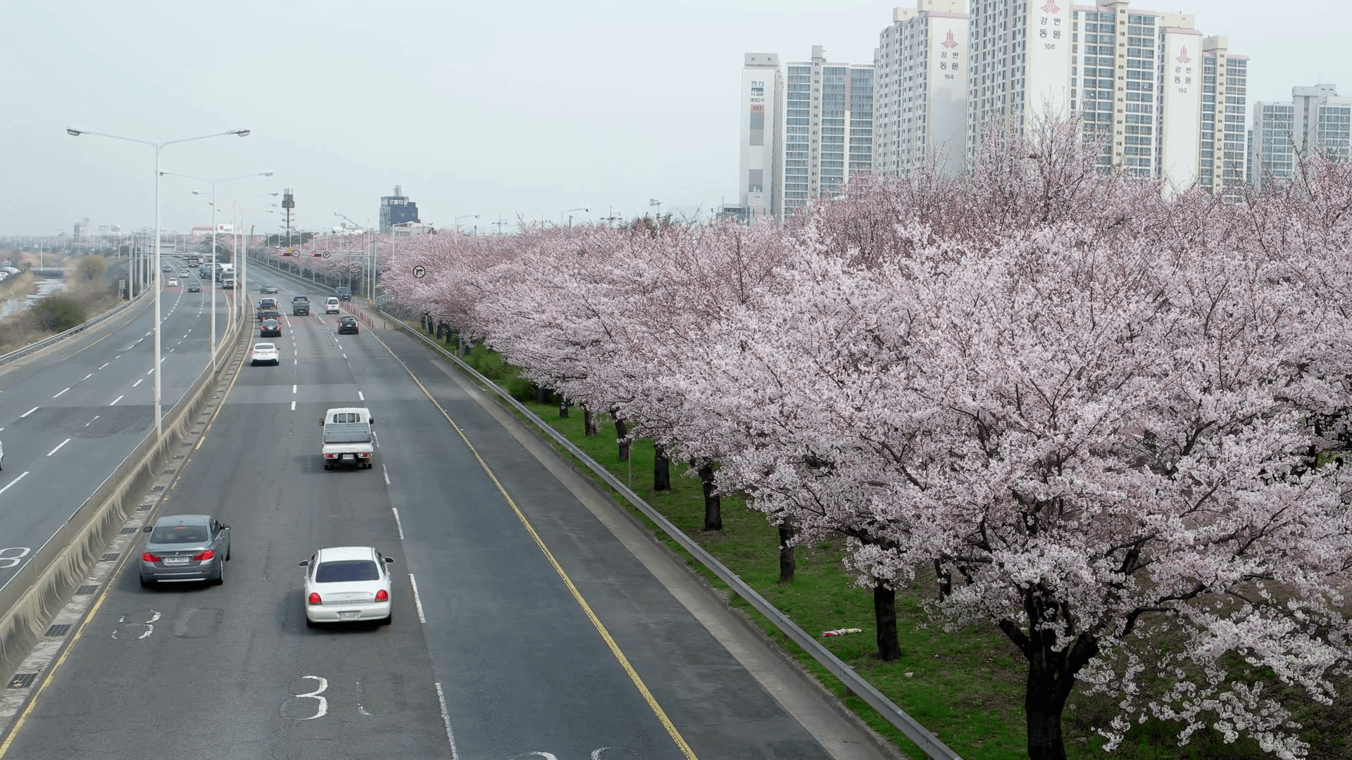 1920x1080 Spring Cherry blossom at Busan, South Korea, 4K Stock Video Footage