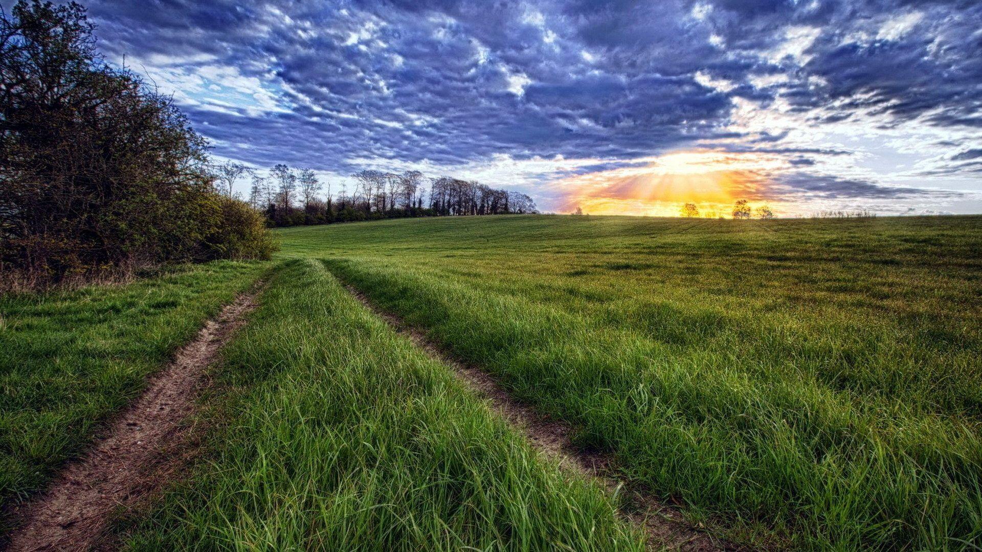 1920x1080 Grass Tag wallpaper: Nature Silhouettes Plants Grass Live