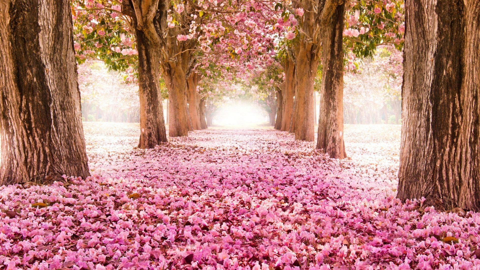 1920x1080 Alley Tag wallpaper: View Alley Park Trees Leaves Walk Nature