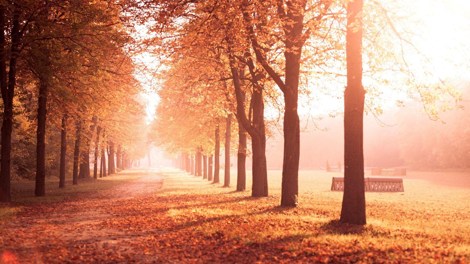 1920x1080 Alley Tag wallpaper: View Alley Park Trees Leaves Walk Nature