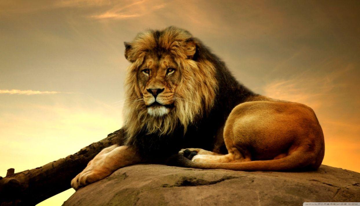 1243x714 Ultra HD Lion Desktop Wallpaper HD