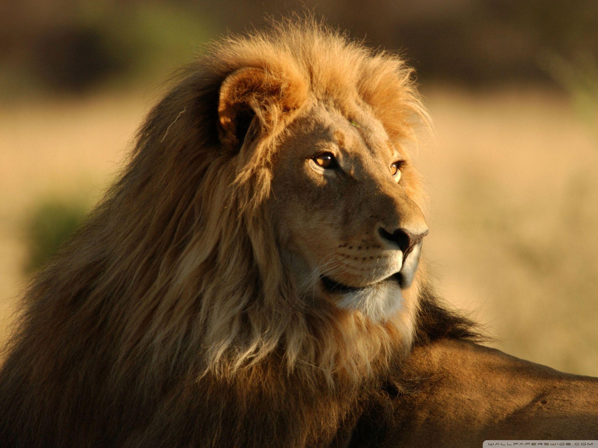 2048x1536 Wild Lion Desktop Wallpaper