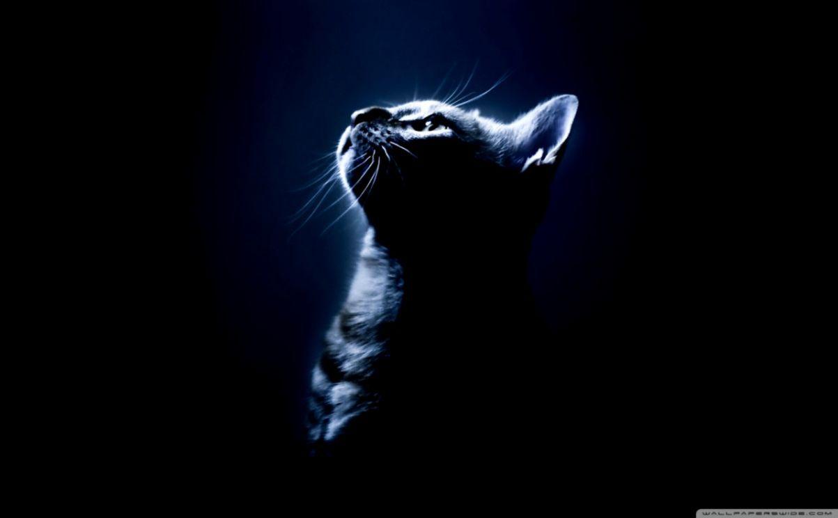 1203x744 Kitten In The Dark ❤ 4k HD Desktop Wallpaper For 4k Ultra HD