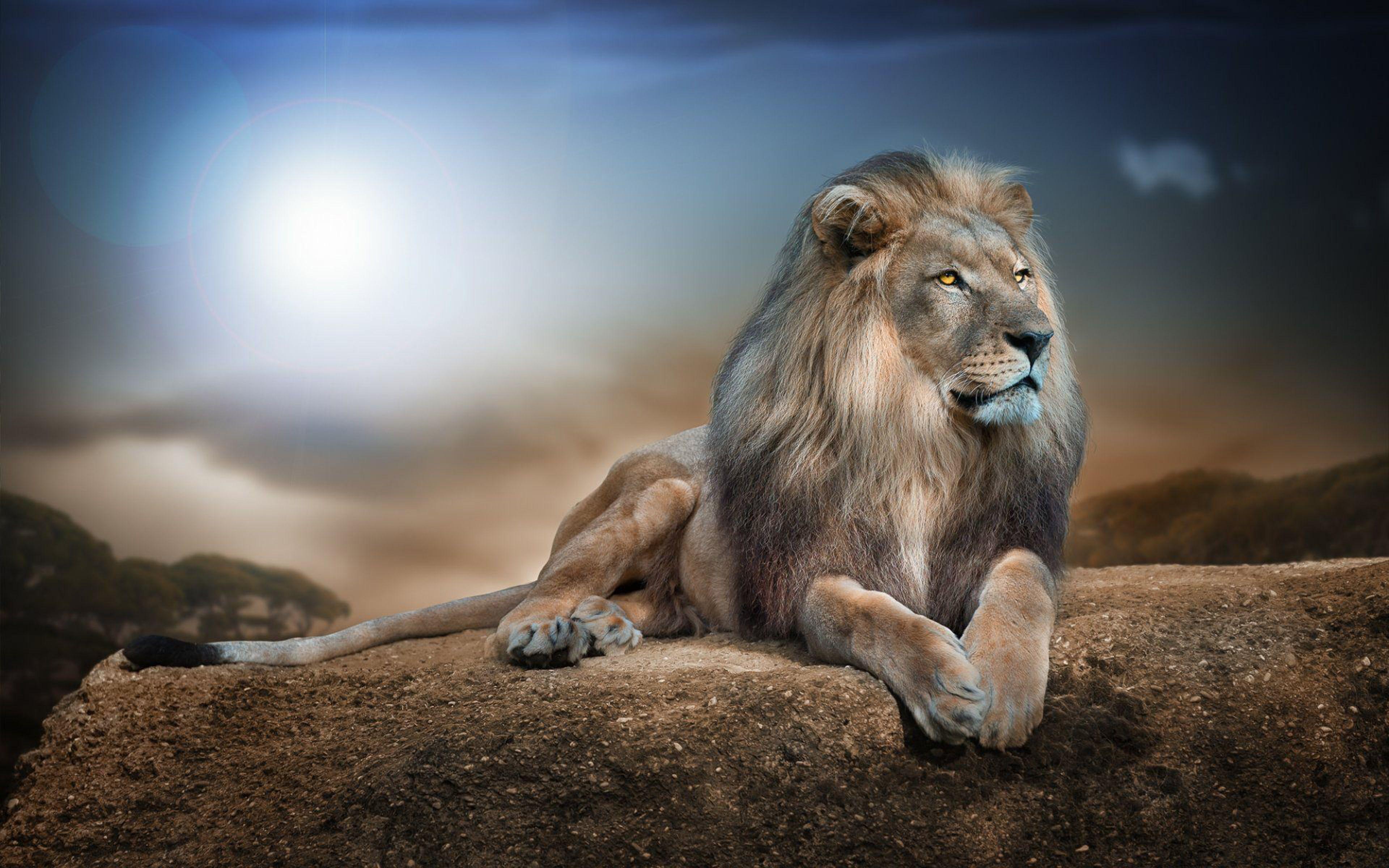 3840x2400 Male Lion Desktop Wallpaper HD :