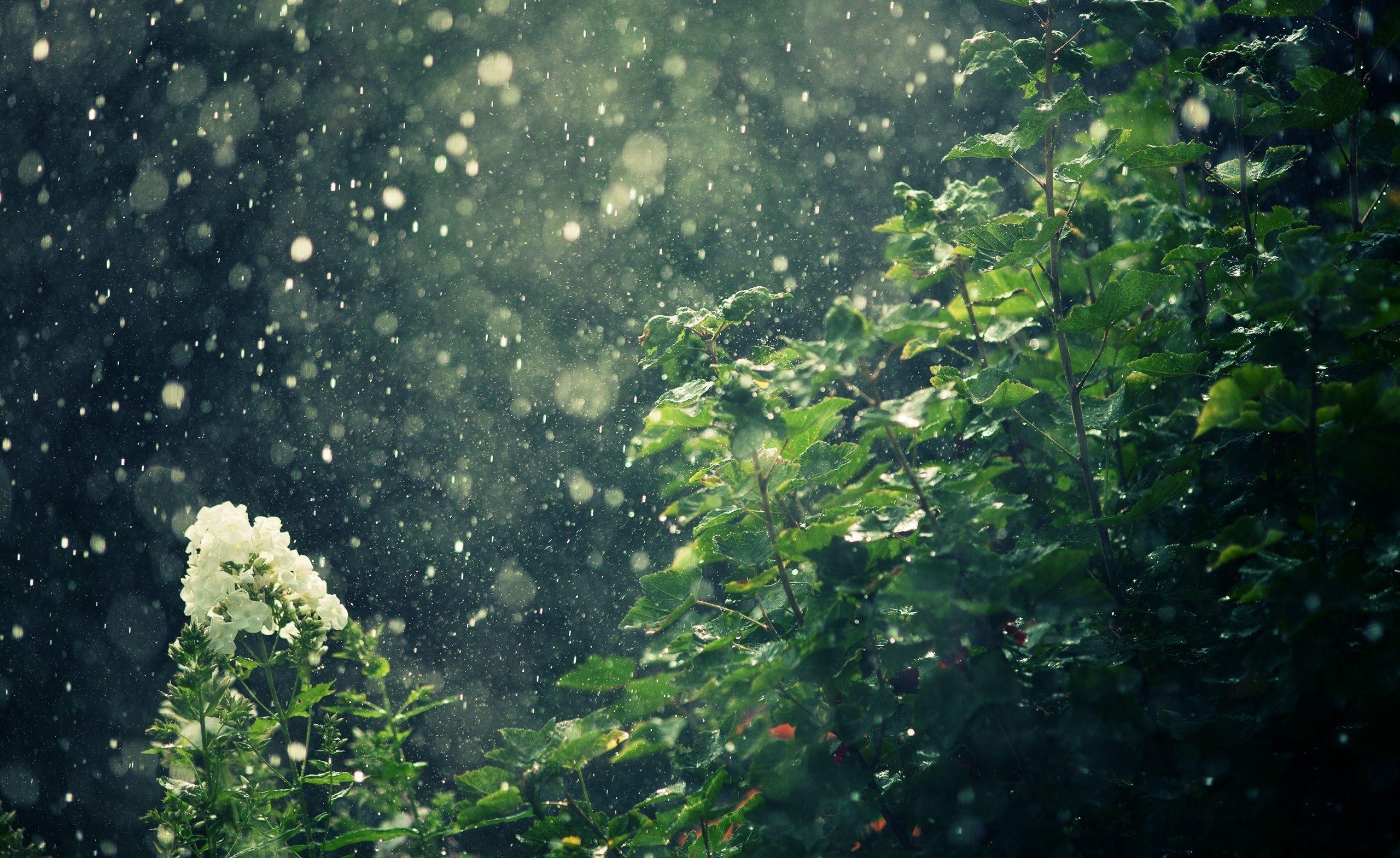 2560x1571 Rain Desktop Wallpaper, Rain Image