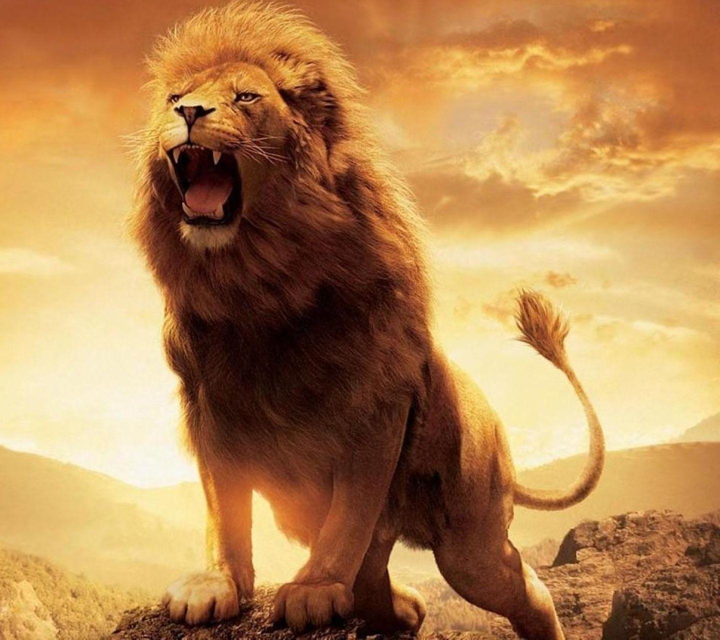 1440x1280 Free download 50 Lion HD Desktop Wallpaper Download at