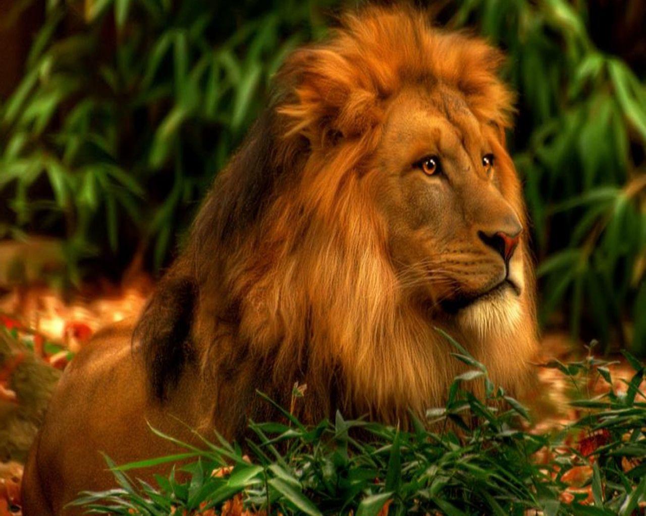 1280x1024 3D Wallpaper Desktop Background Lion › Wallpaper