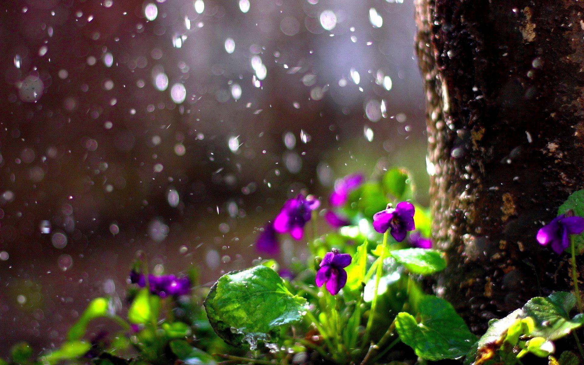 1920x1200 Beautiful Rain Wallpaper Desktop