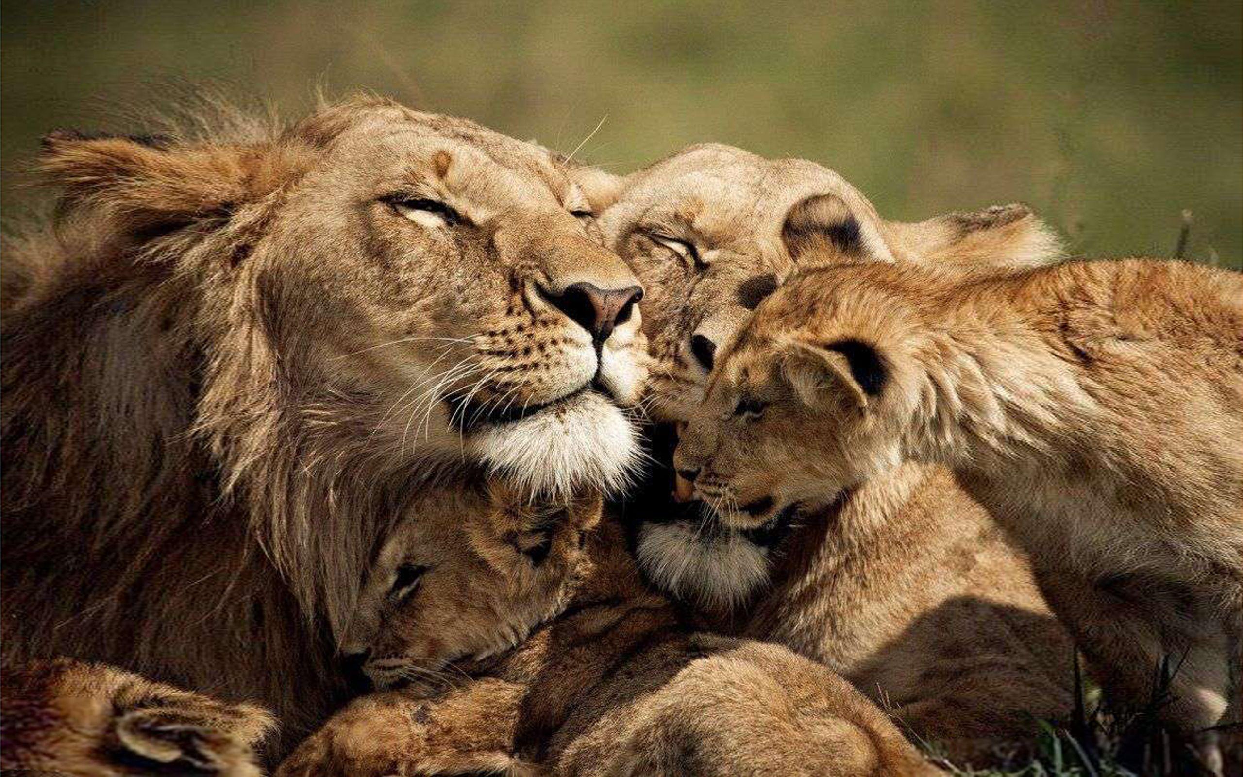 2560x1600 Lions Love A Family Of Lion Desktop Wallpaper HD 2560x1600