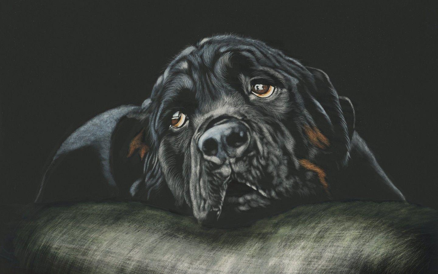 1440x900 Free Download Rottweiler Puppy Wallpaper Full HD 1440x900