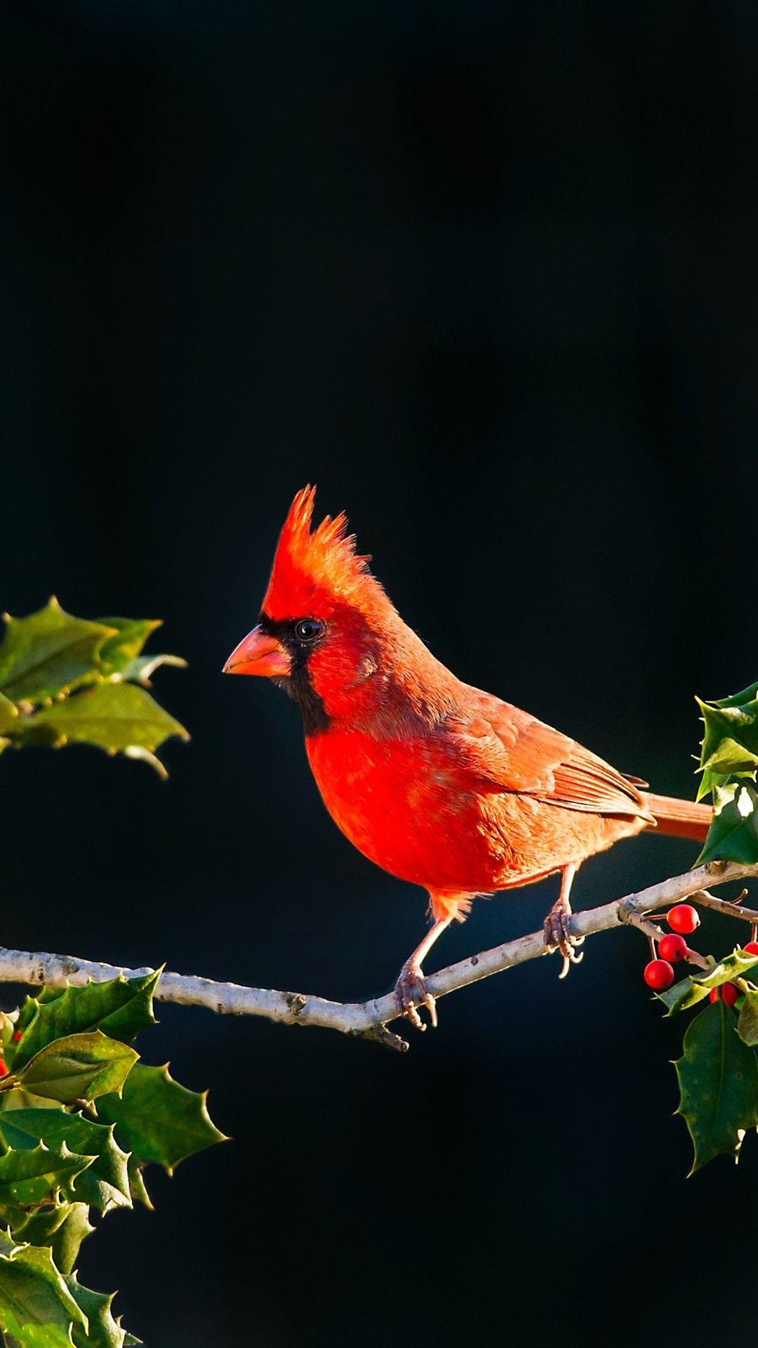 Red Cardinal Wallpapers Top Free Red Cardinal Backgrounds
