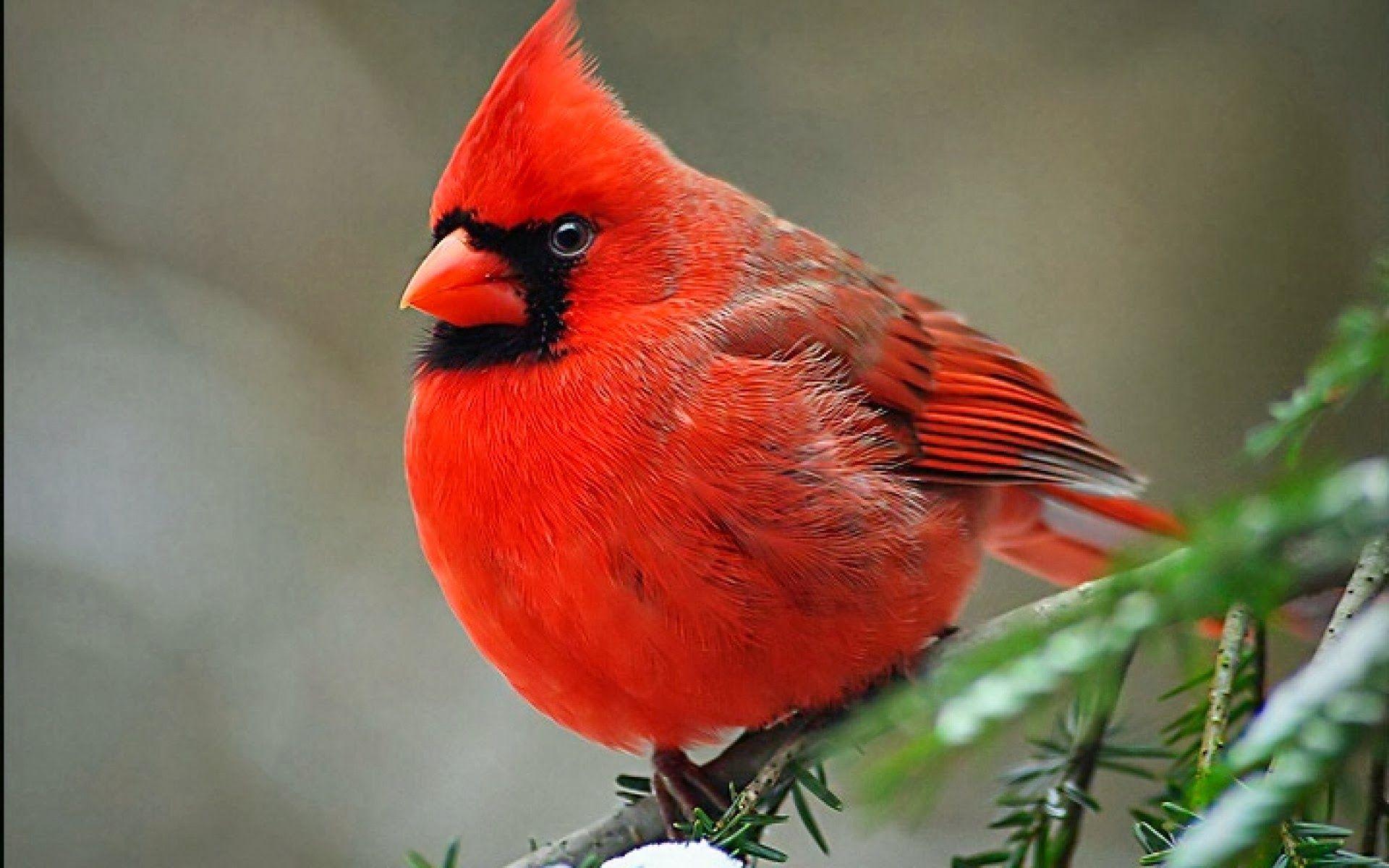 Red Bird Wallpapers - Top Free Red Bird Backgrounds - WallpaperAccess