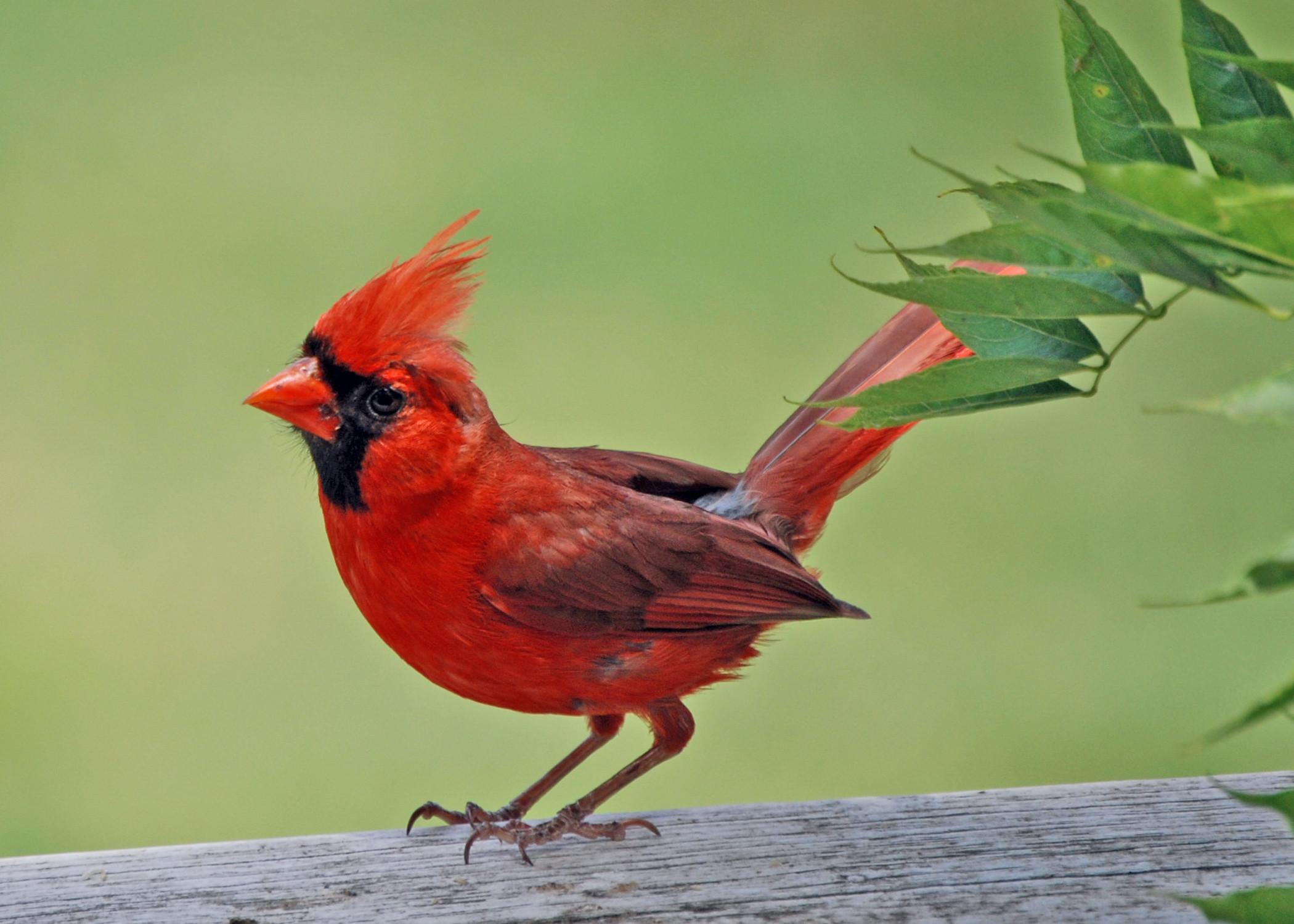 Red Cardinal Wallpapers - Top Free Red Cardinal Backgrounds