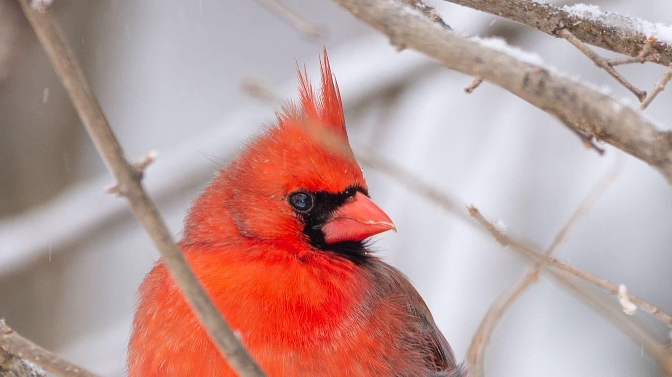 Red Cardinal Wallpapers Top Free Red Cardinal Backgrounds
