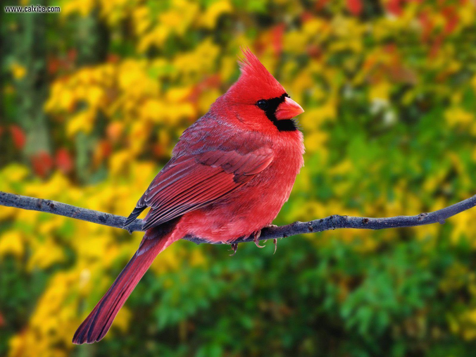 1600x1200 Animals: Male Northern Cardinal, picture nr. 14440