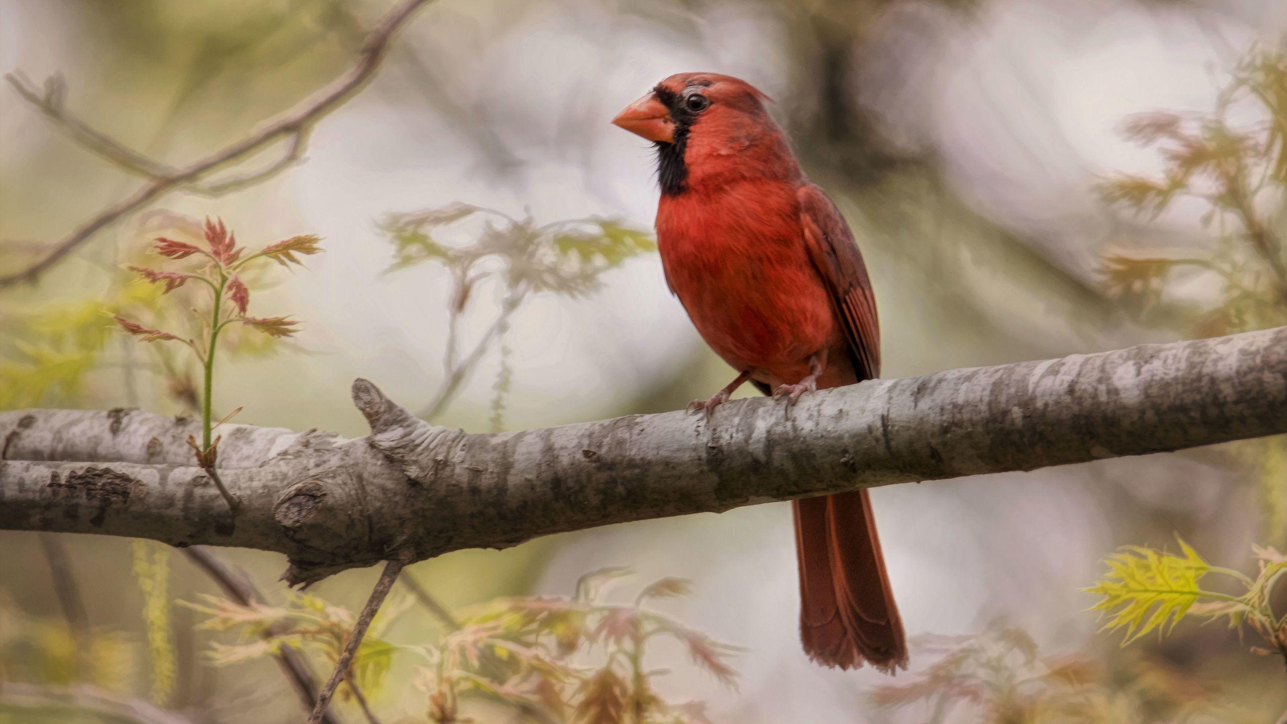 Red Cardinal Wallpapers Top Free Red Cardinal Backgrounds