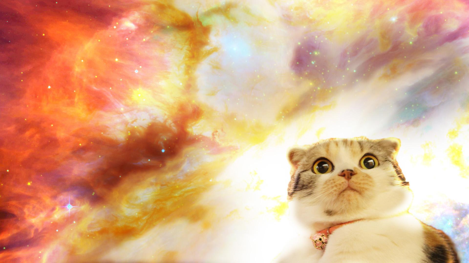 1920x1080 In Hipster Cat Wallpaper