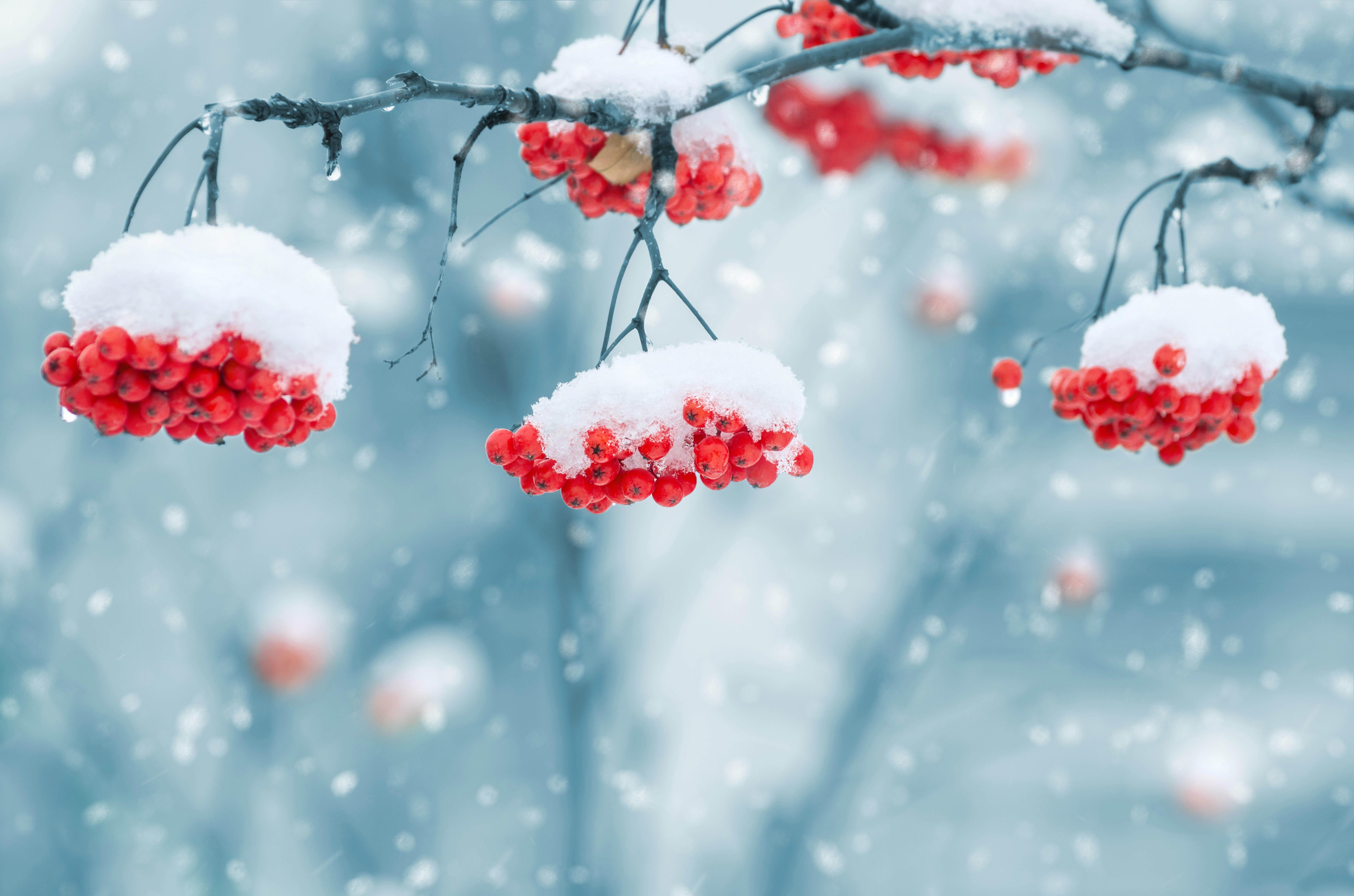 wallpapers nature snow