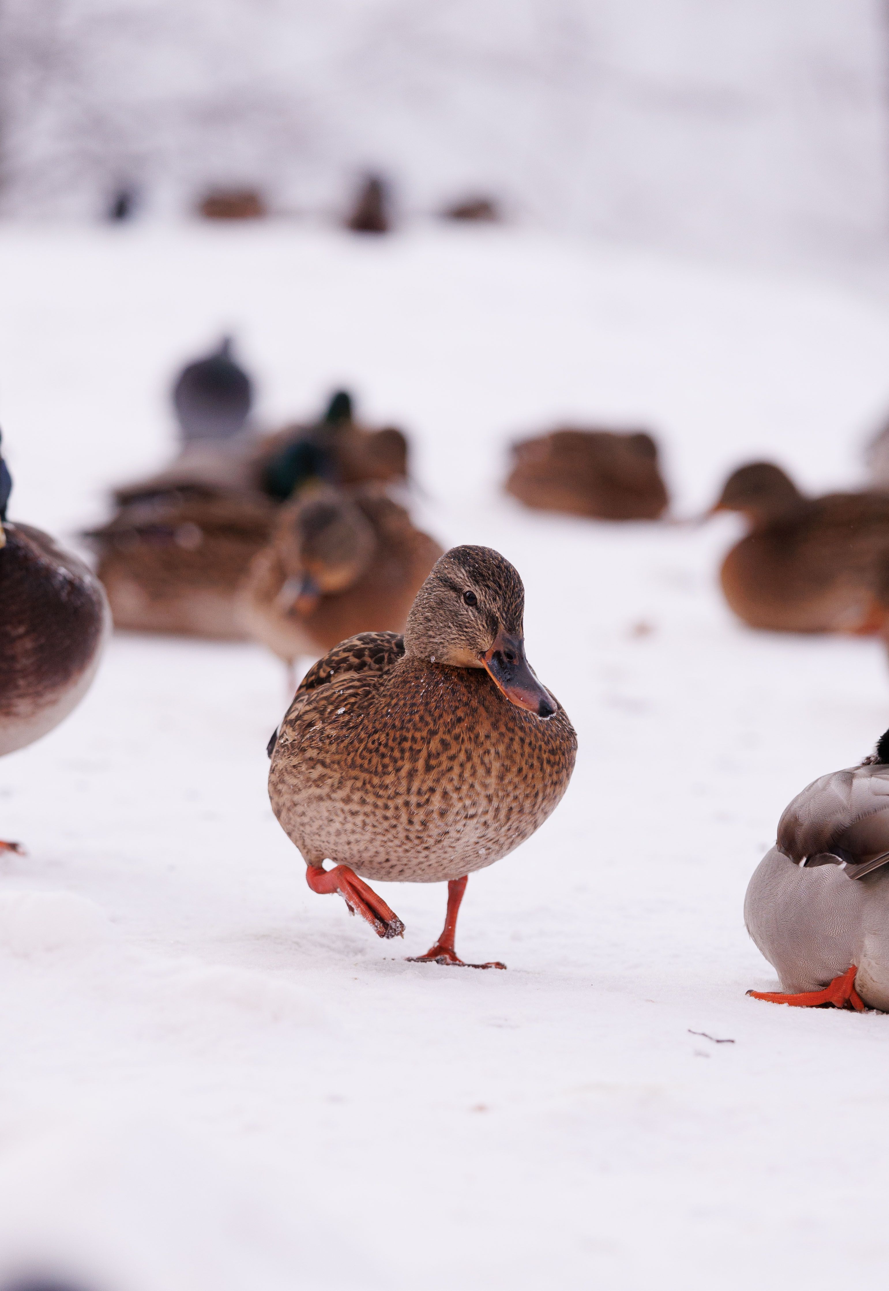 3083x4476 Duck Walking Photo, Download The BEST Free Duck Walking & HD Image
