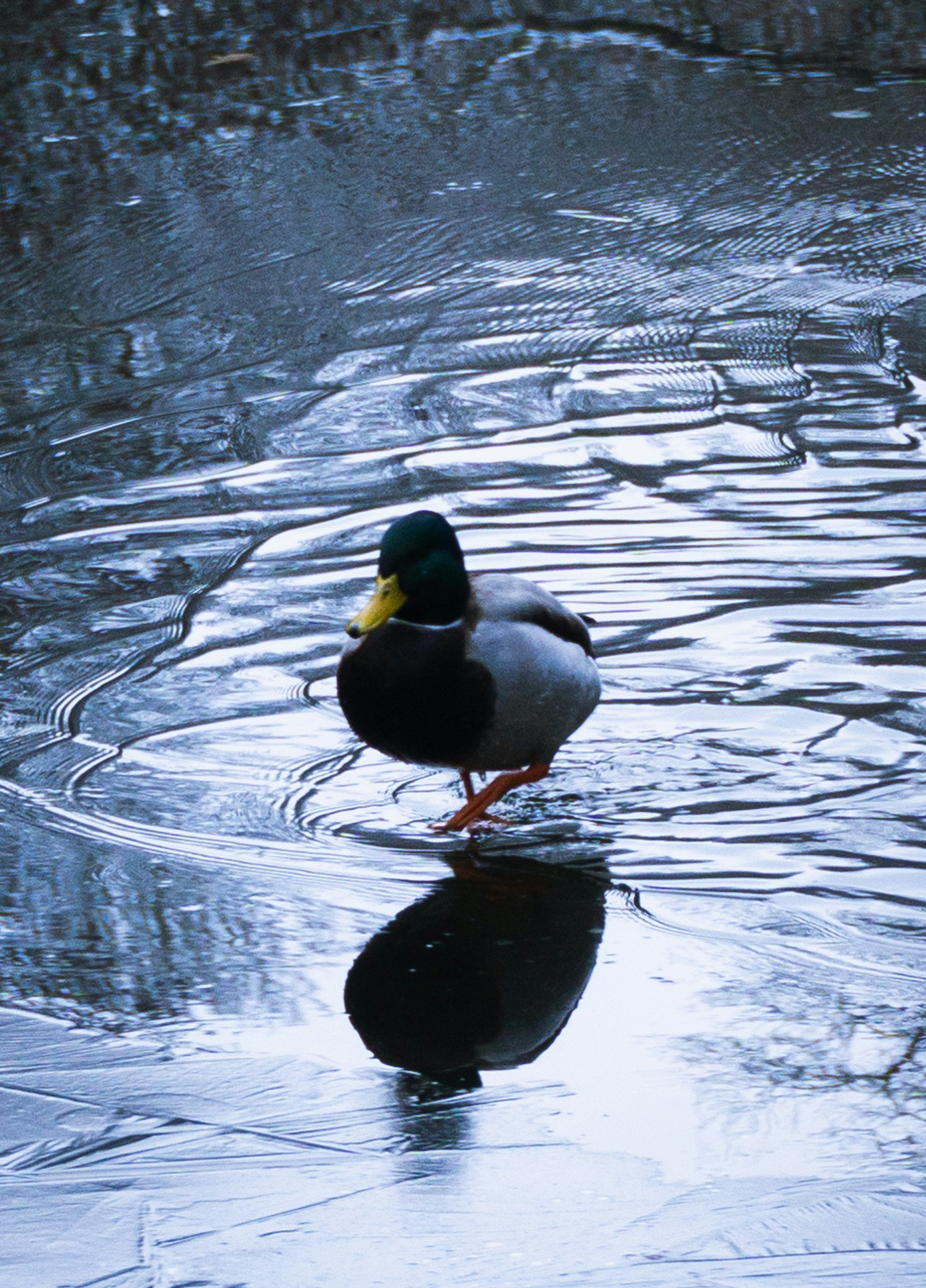 3000x4171 A duck walking in water photo