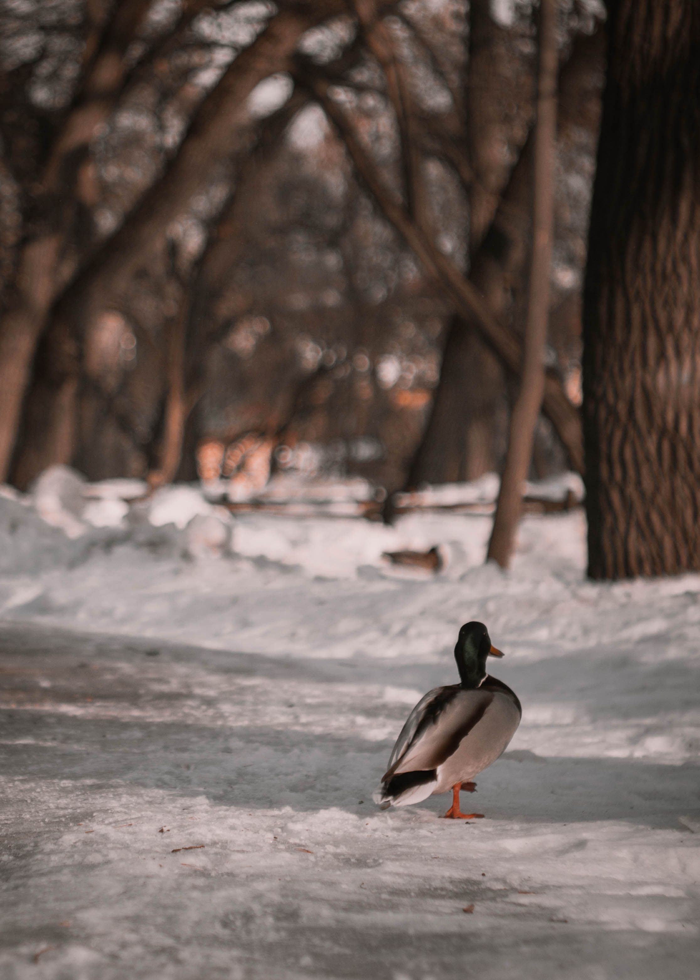 2231x3123 Mallard Duck Walking on Snow Covered Ground · Free