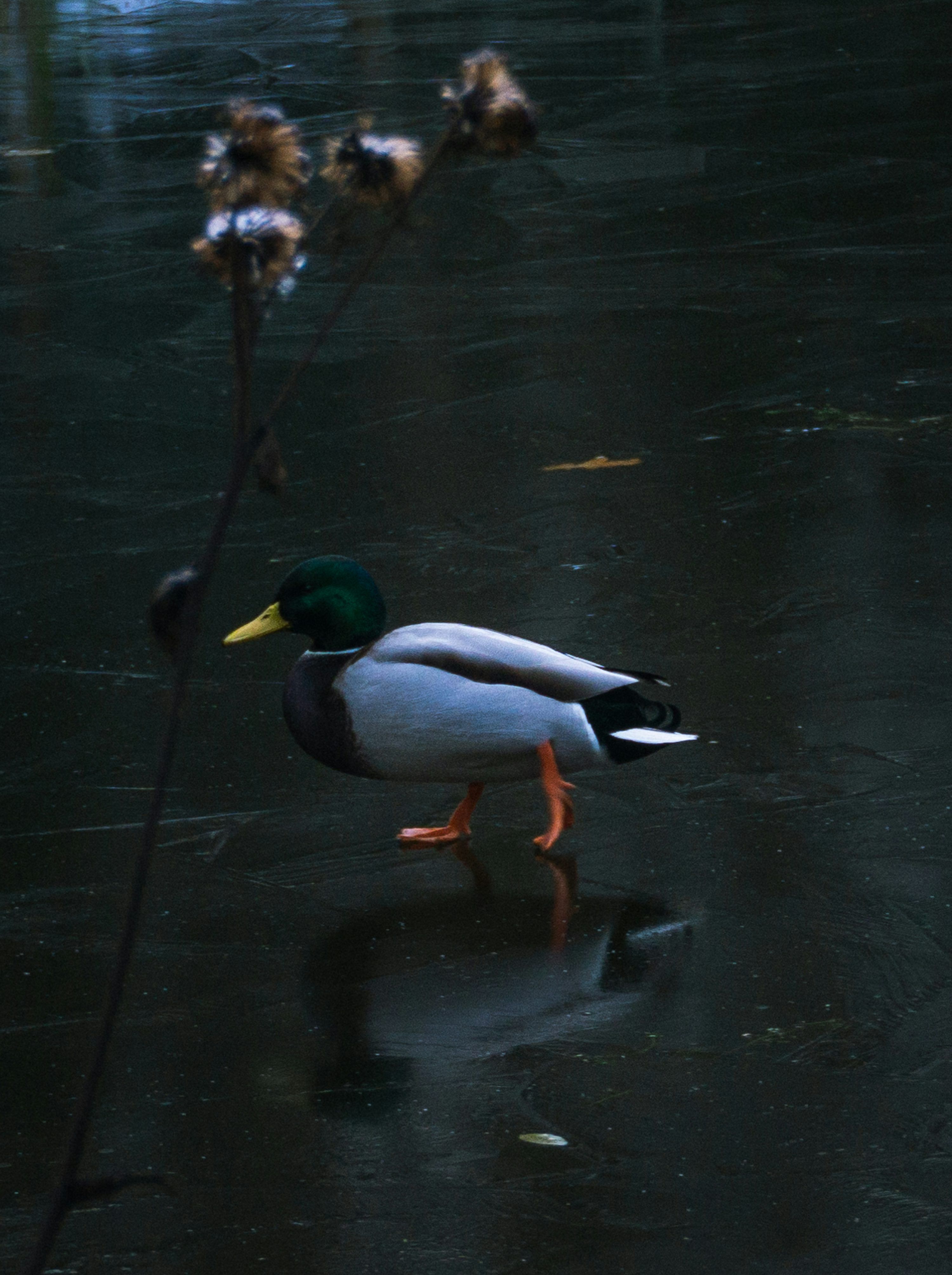 3000x4017 A duck walking in water photo