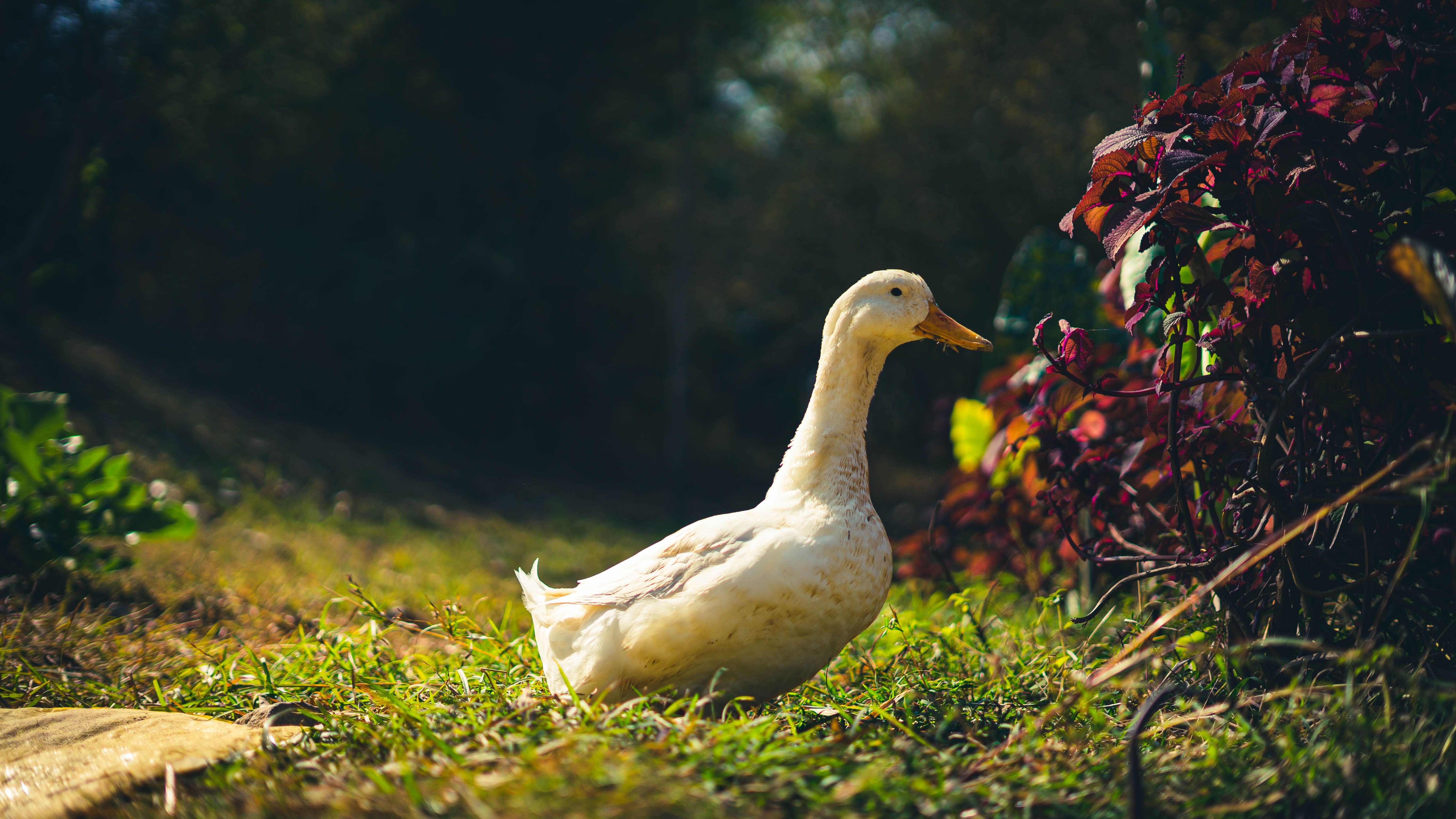 6000x3376 A White Duck Walking on Grass · Free