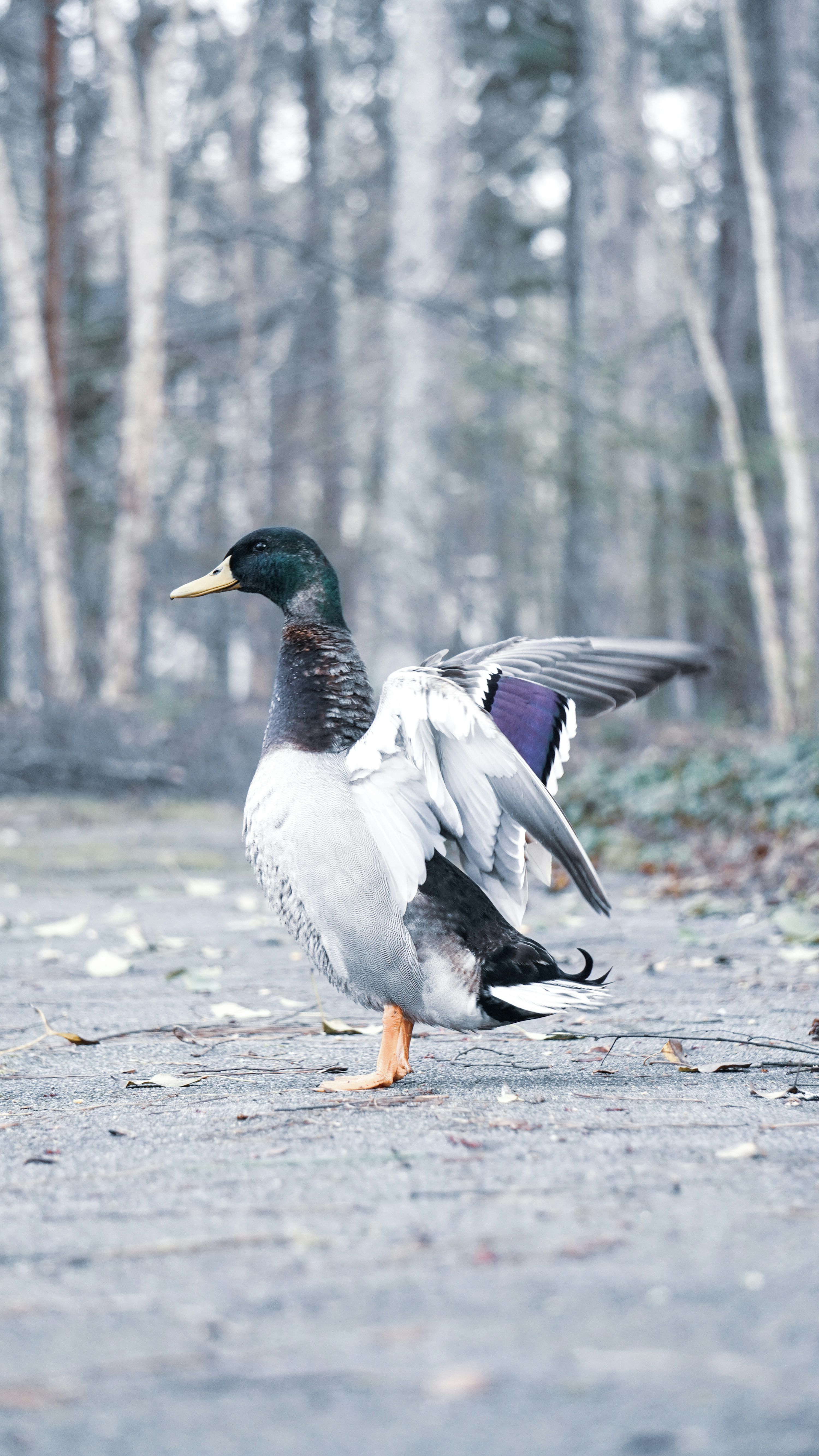 3000x5332 A duck standing on the ground in the middle of a forest photo