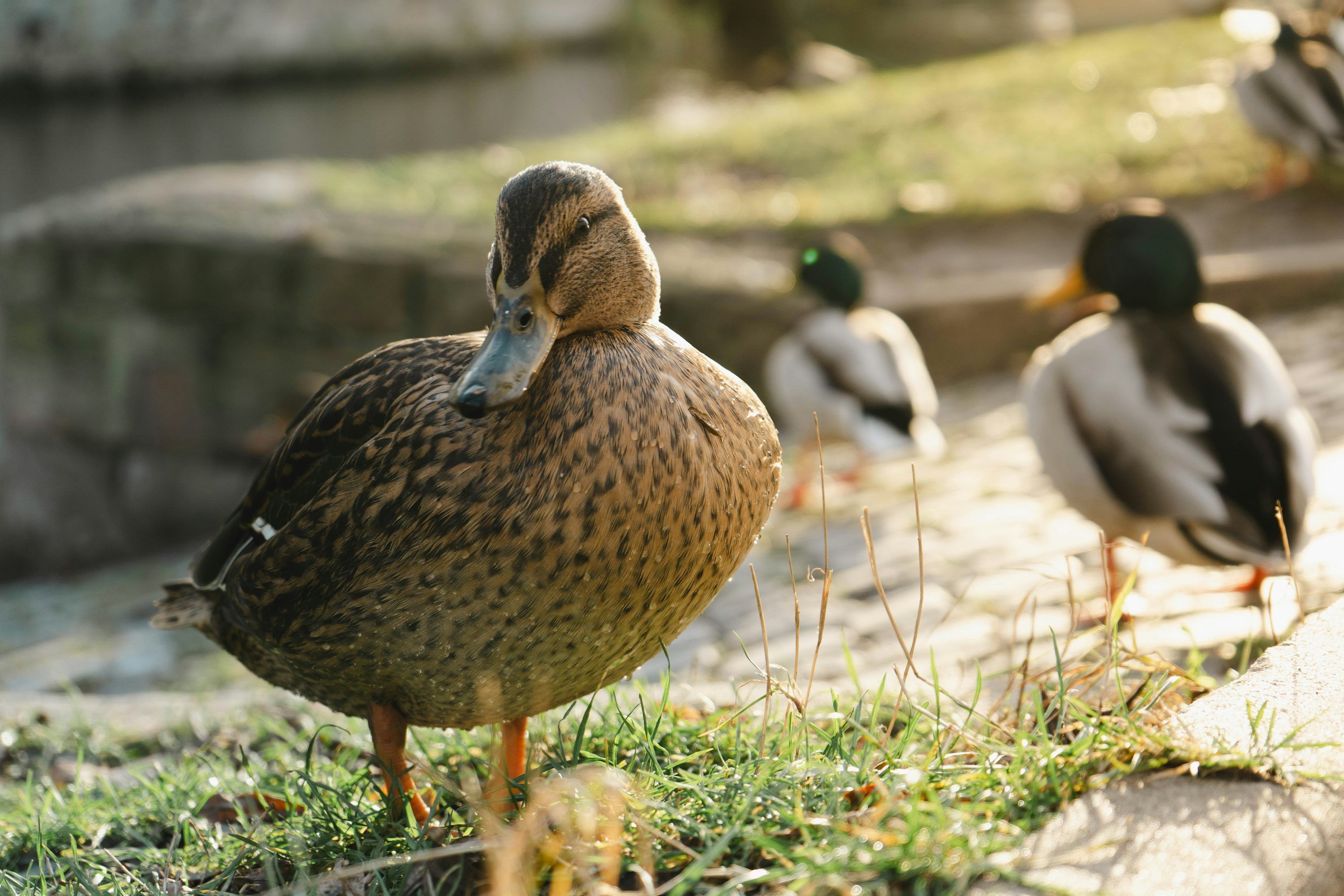 3000x2000 Ducks walking on grass near water photo