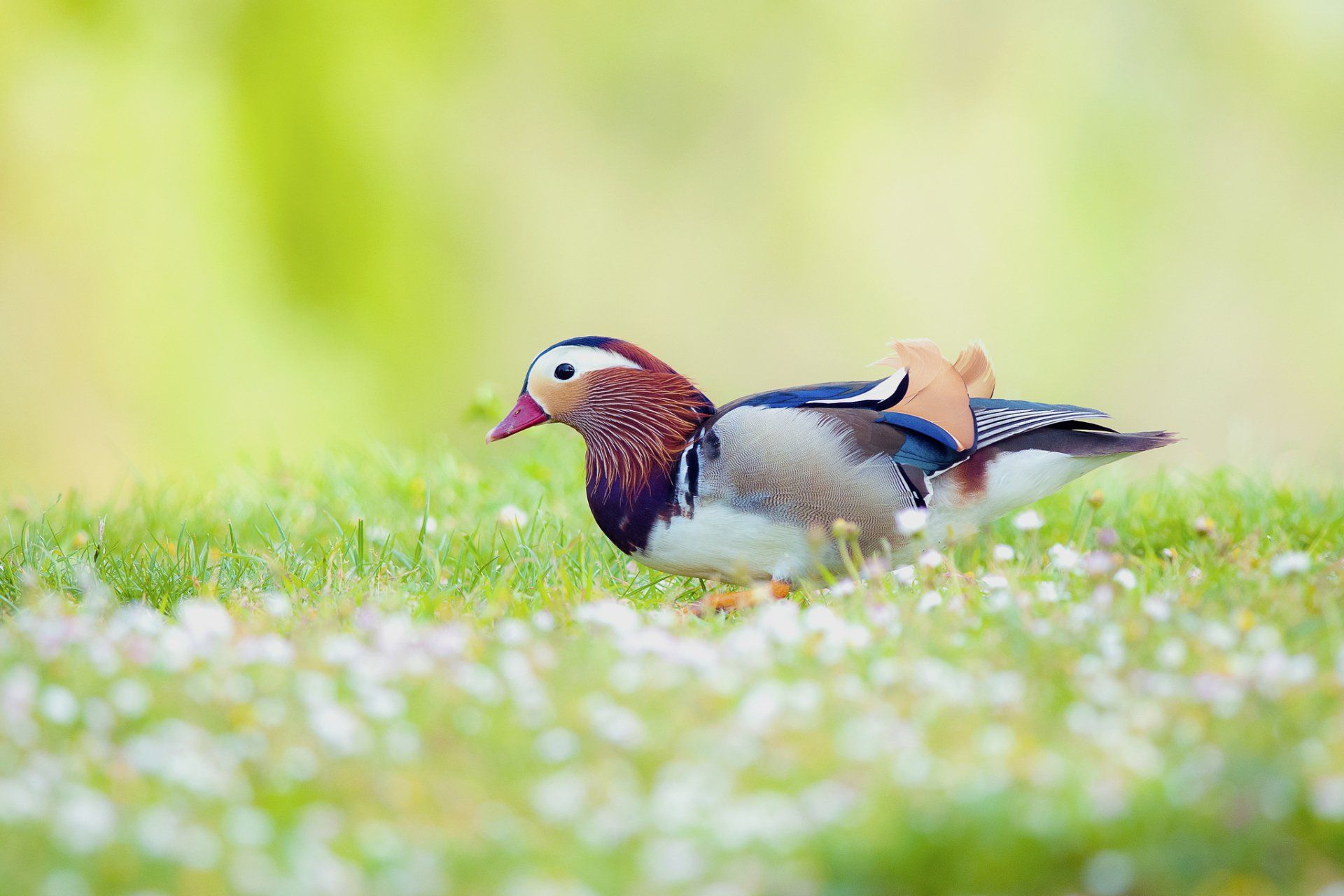 1920x1280 Vibrant Mandarin Duck in Bloom