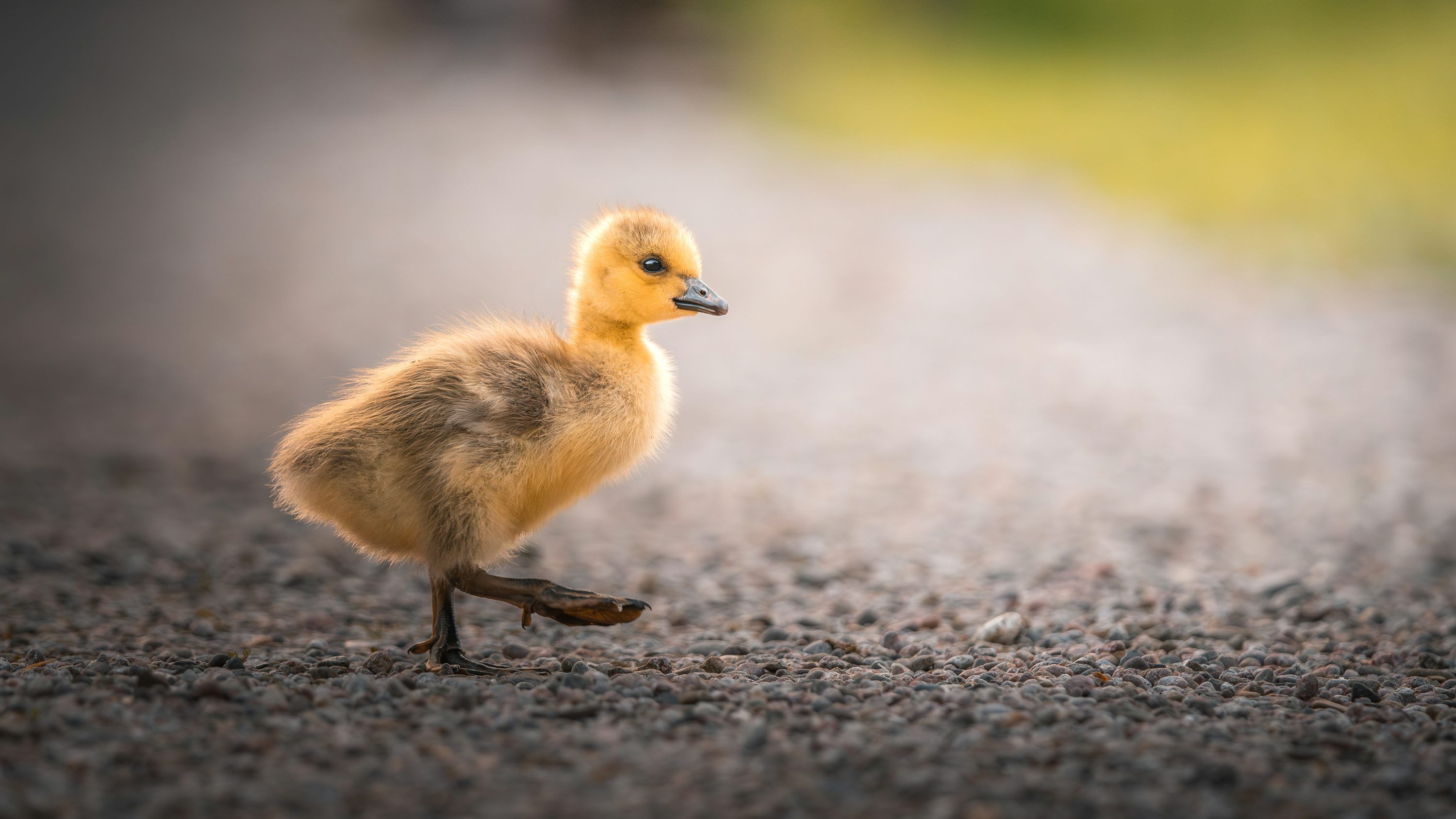 3000x1688 A small bird walking across a grass covered field photo