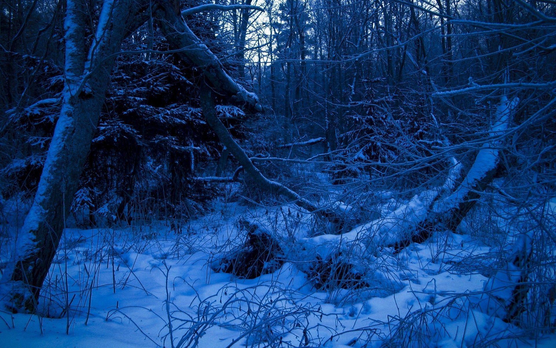 1920x1200 Snow Forest Wallpaper