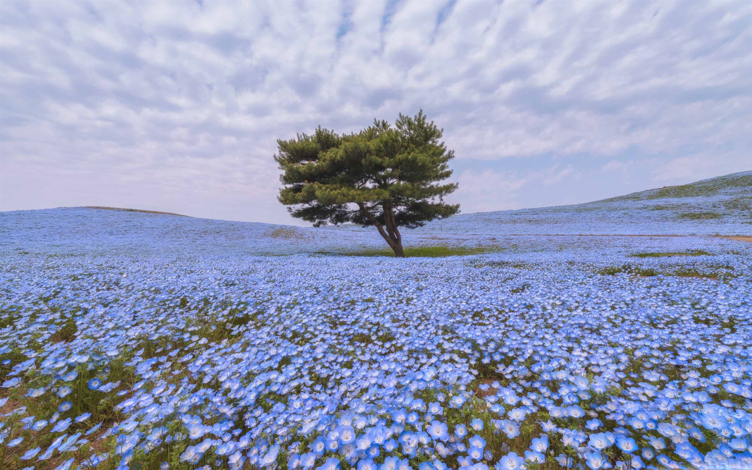 2560x1600 Nemophila Flower Field Mac Wallpaper Download