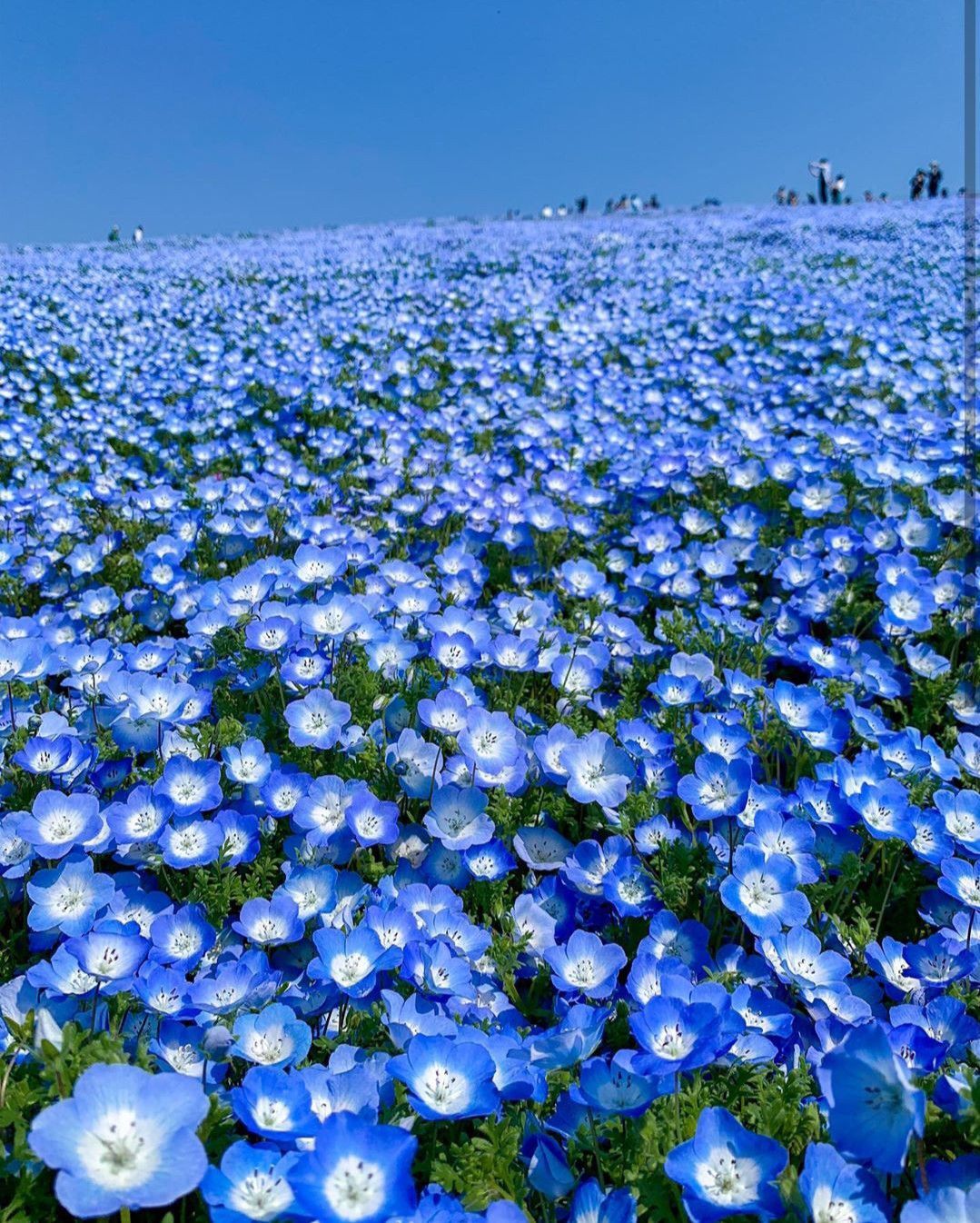 1079x1346 Nemophila Wallpaper