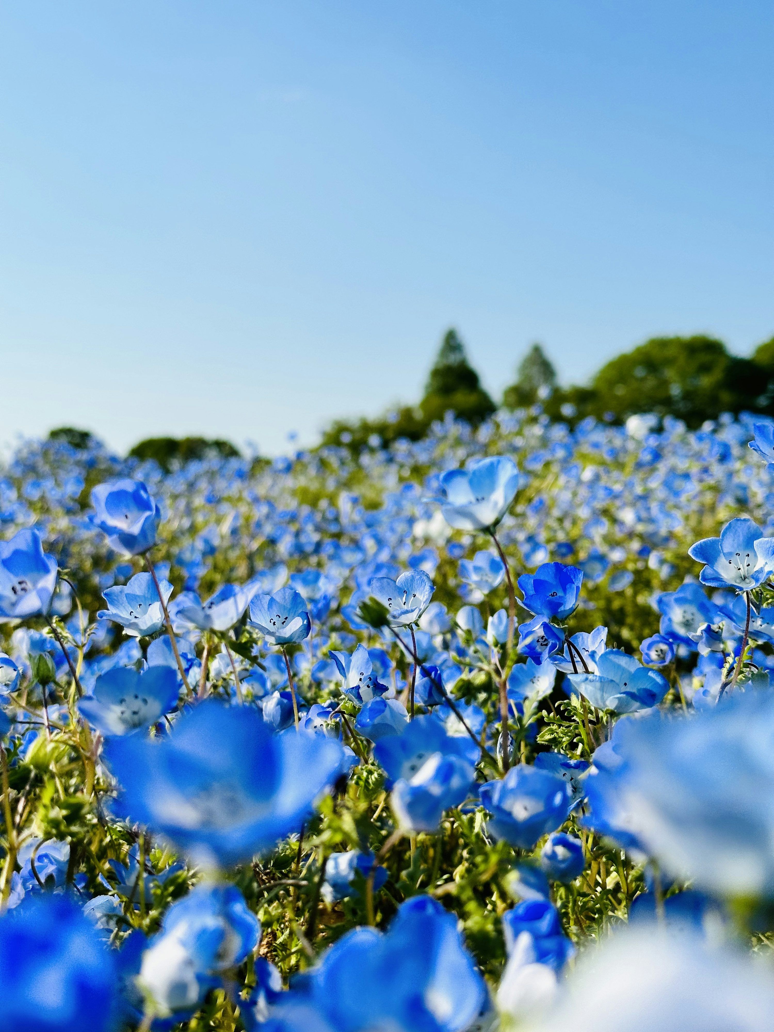 3000x4000 Nemophila Picture. Download Free Image