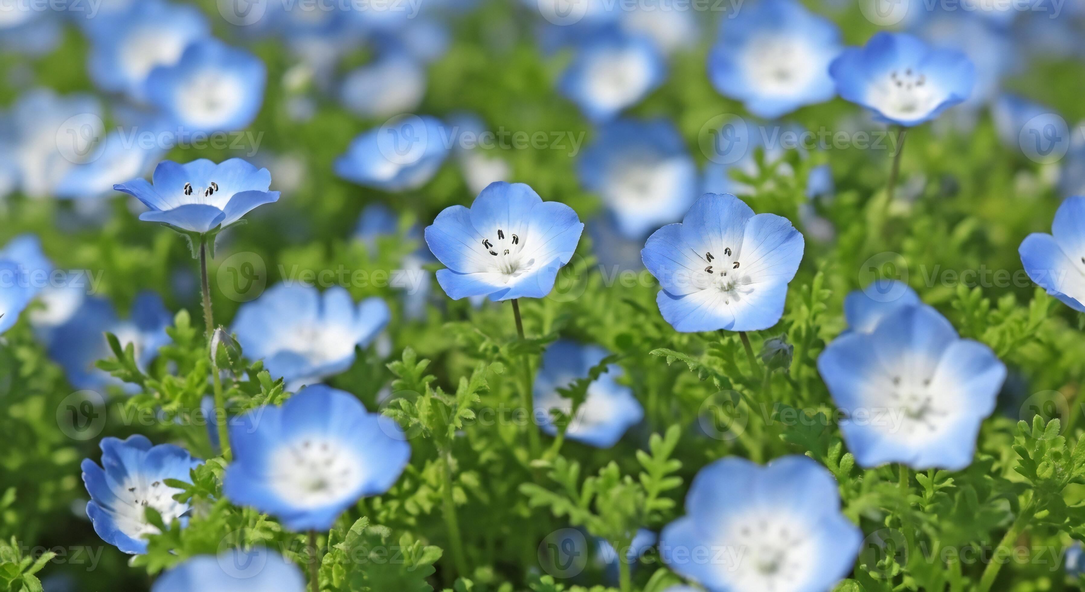3593x1960 Flowers background, Flowers wallpaper, Close up view of a field of delicate blue and white Nemophila flowers blooming with green foliage