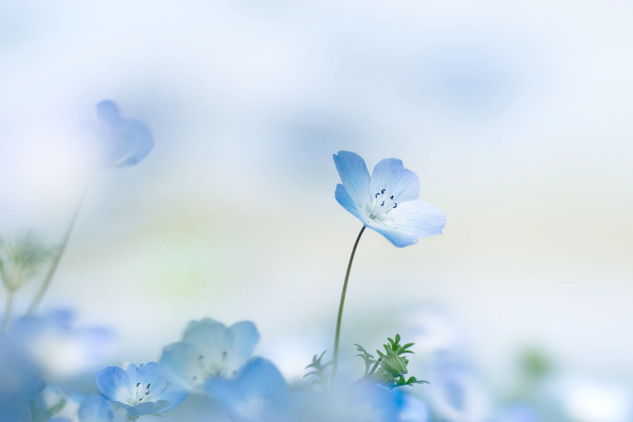 2048x1365 Wallpaper summer, flowers, background, petals, flowers, Nemophila for mobile and desktop, section цветы, resolution 2048x1365