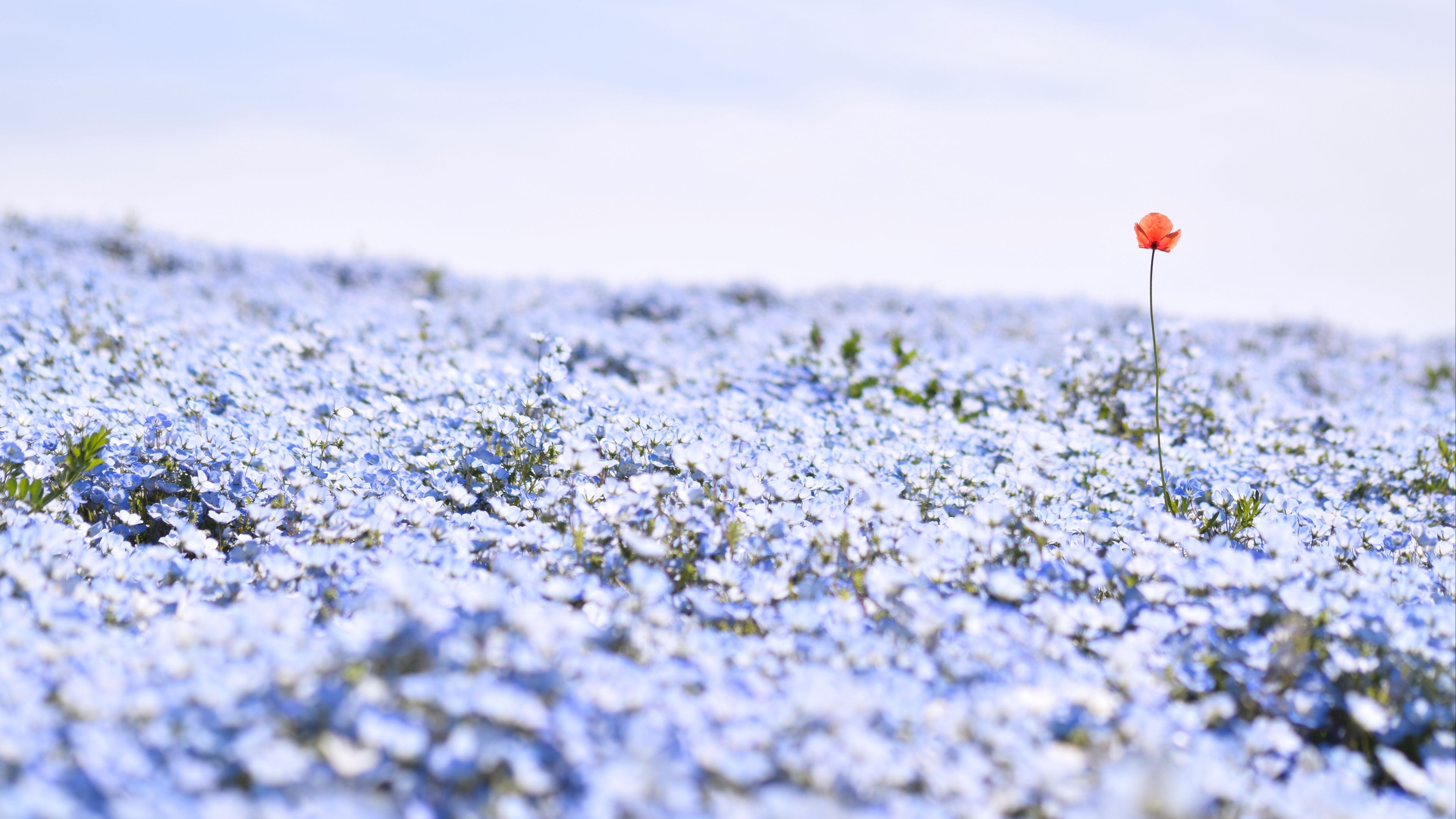 3840x2160 Light Blue Nemophila Flowers Petals Plants Field Blur Blue Sky Background 4K HD Flowers Wallpaper