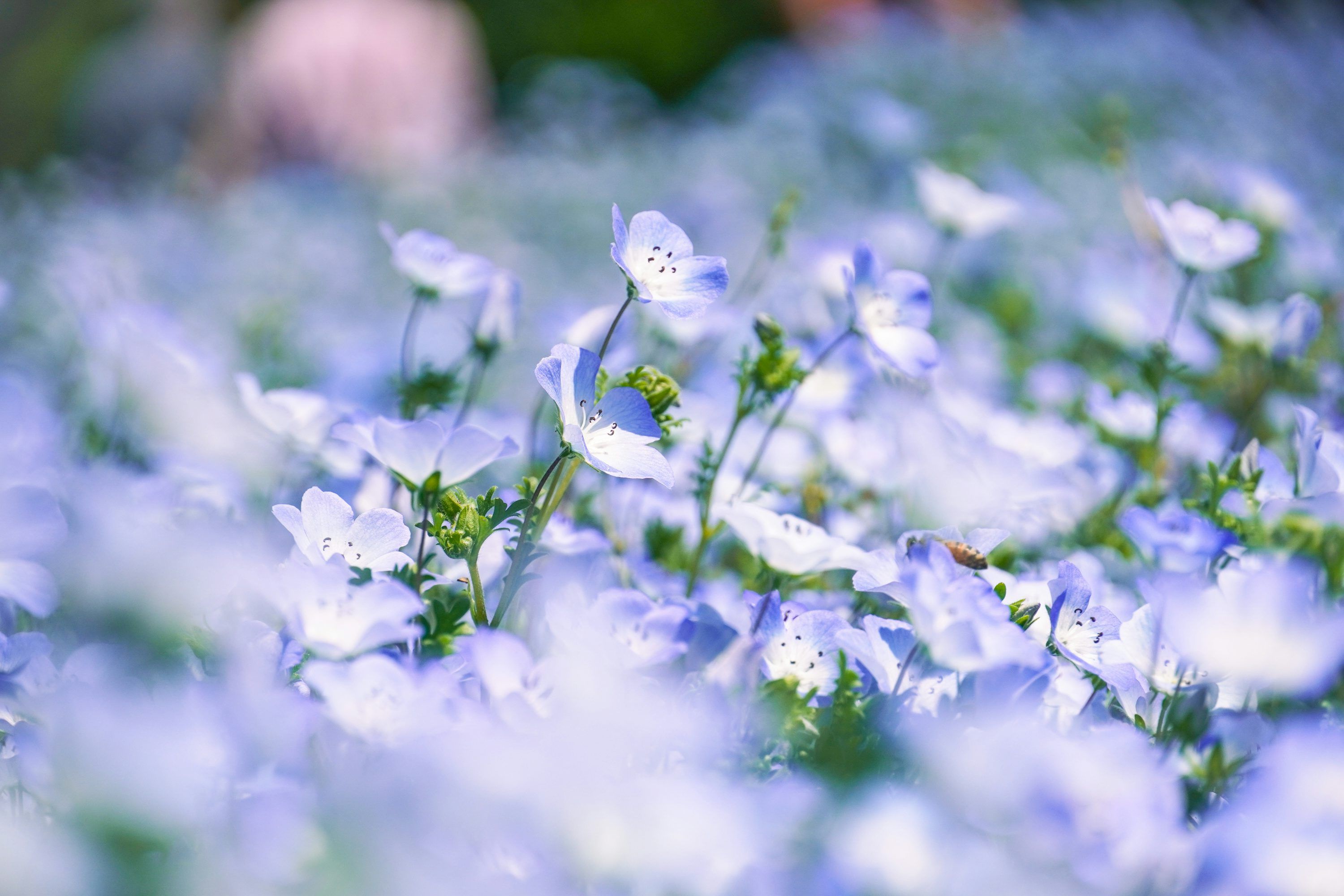 3000x2000 Nemophila Picture. Download Free Image