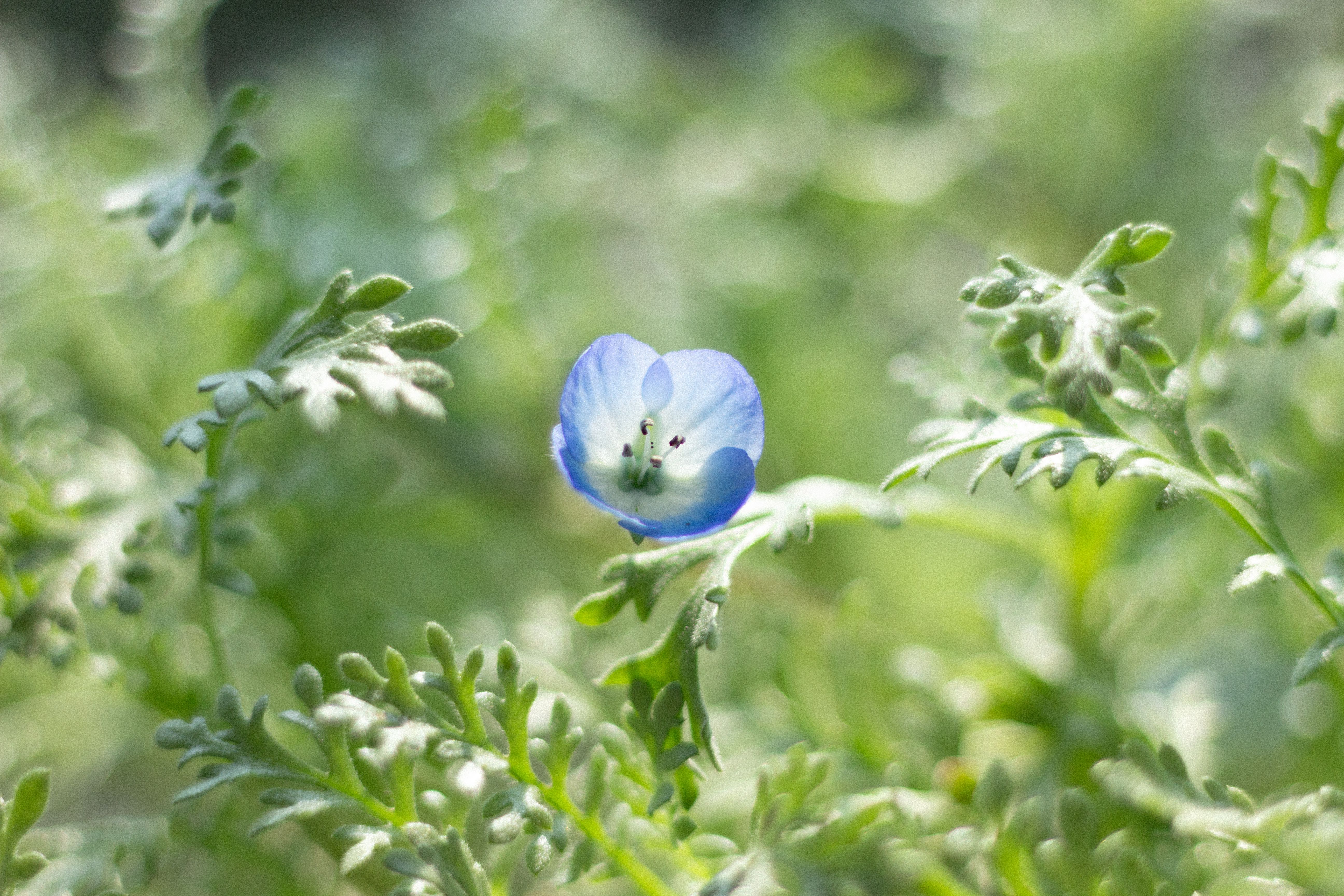 5184x3456 Nemophila Photo, Download The BEST Free Nemophila & HD Image
