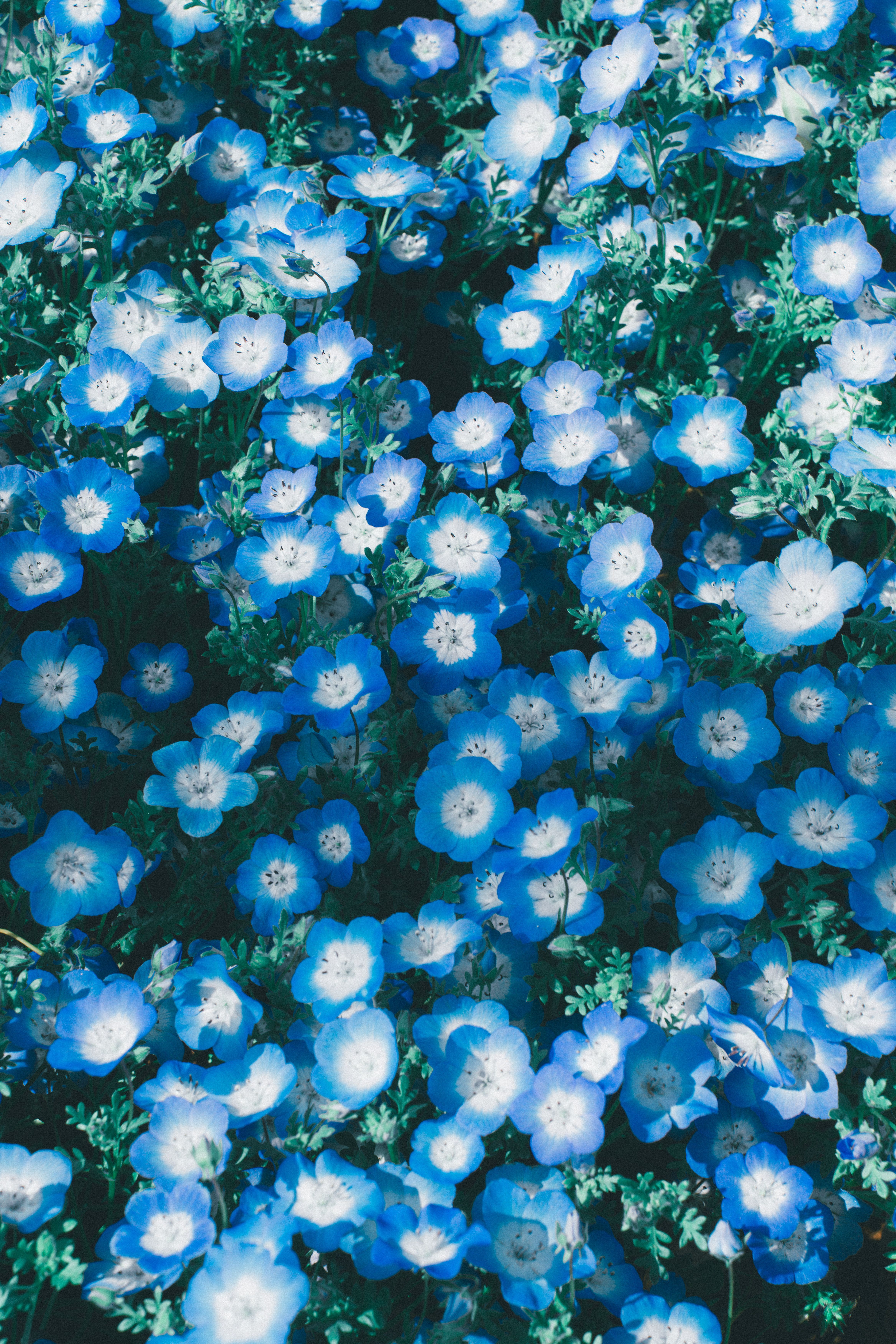 4672x7008 Beautiful Blue Flower Field · Free