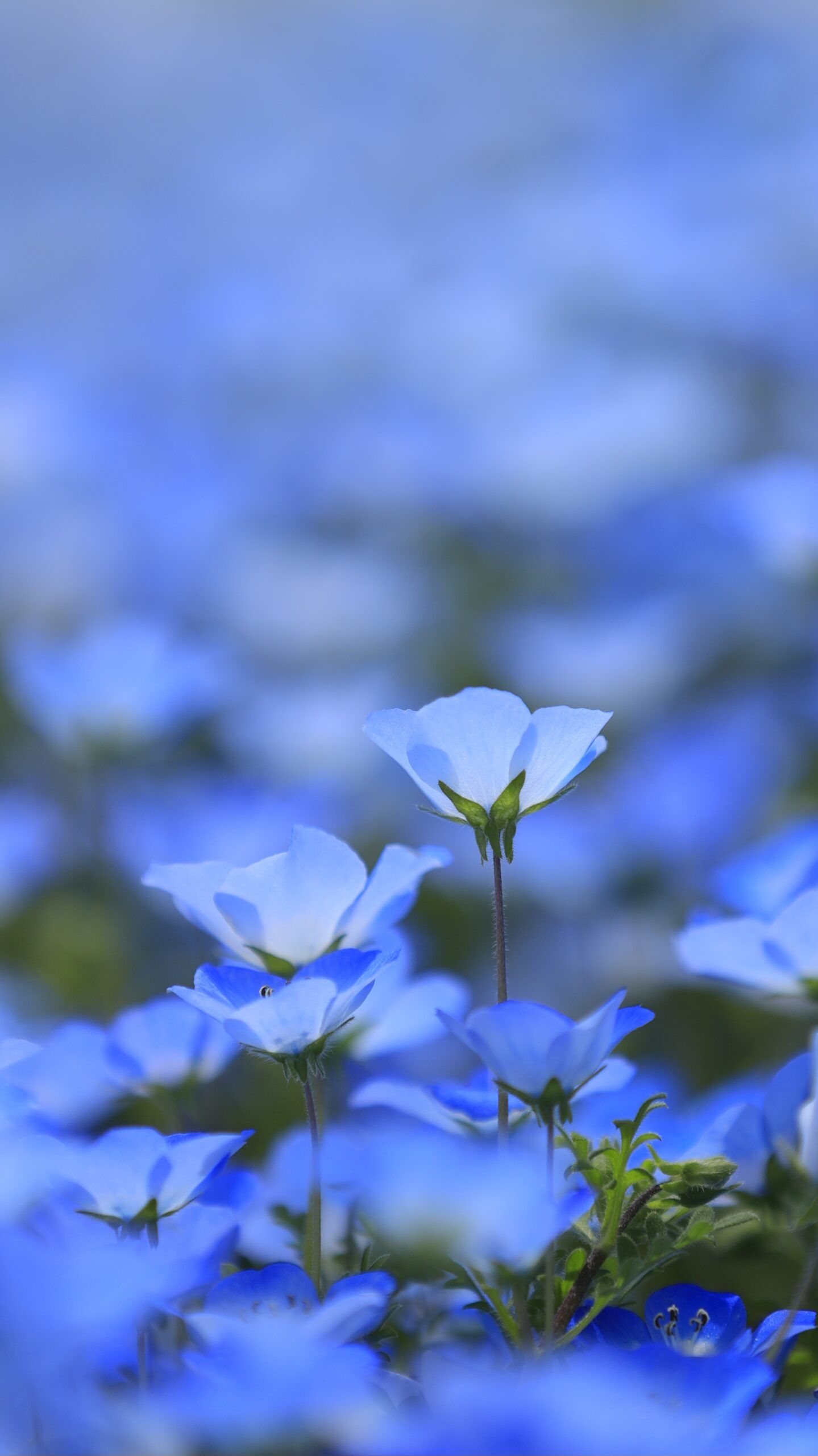 1439x2560 Nemophila blooming beneath the blue sky, Enjoying spring's breathtaking scenery