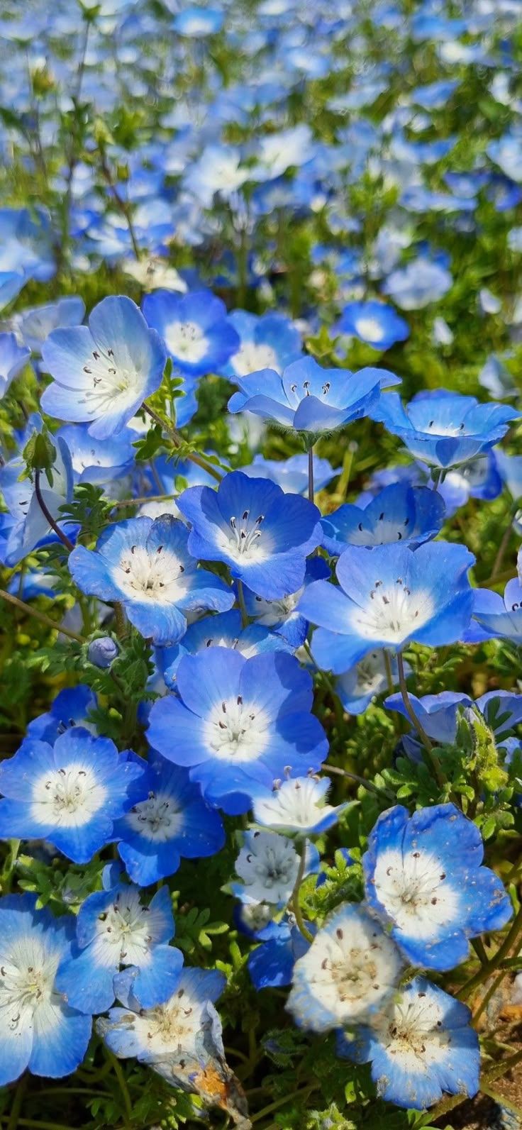 736x1593 Nemophila flowers, Hitachi sea side park Japan