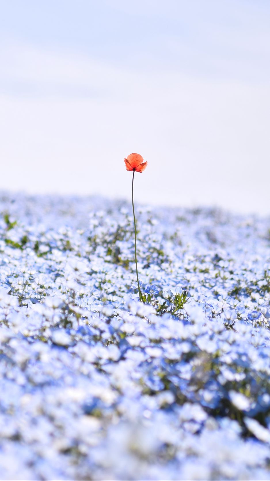 938x1668 Download Wallpaper 938x1668 Nemophila, Flowers, Petals, Field Iphone 8 7 6s 6 For Parallax HD Background