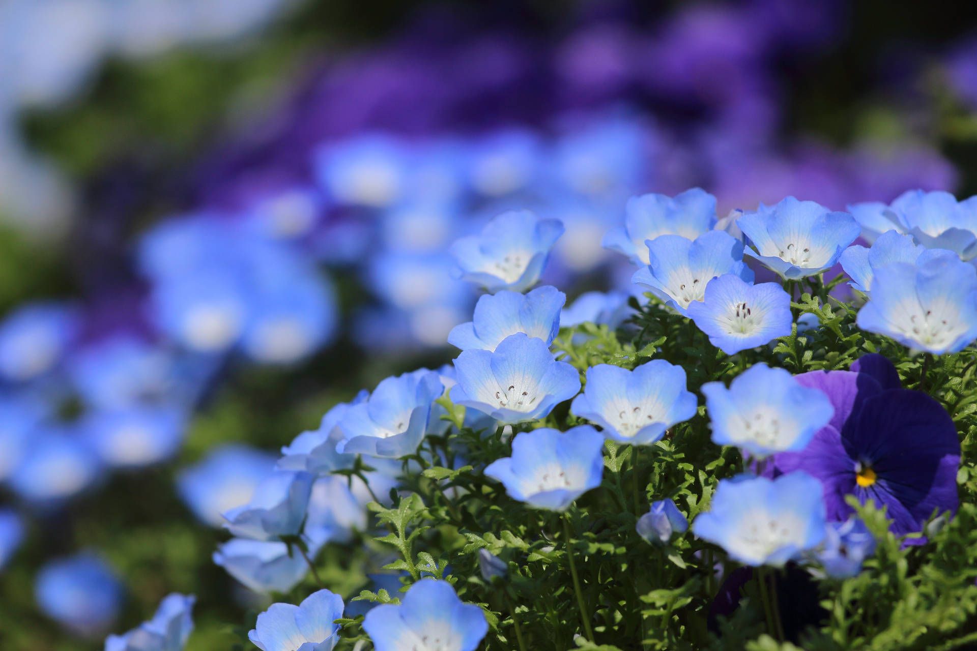 1920x1280 Download Nemophila Field Blue Flower Background Wallpaper