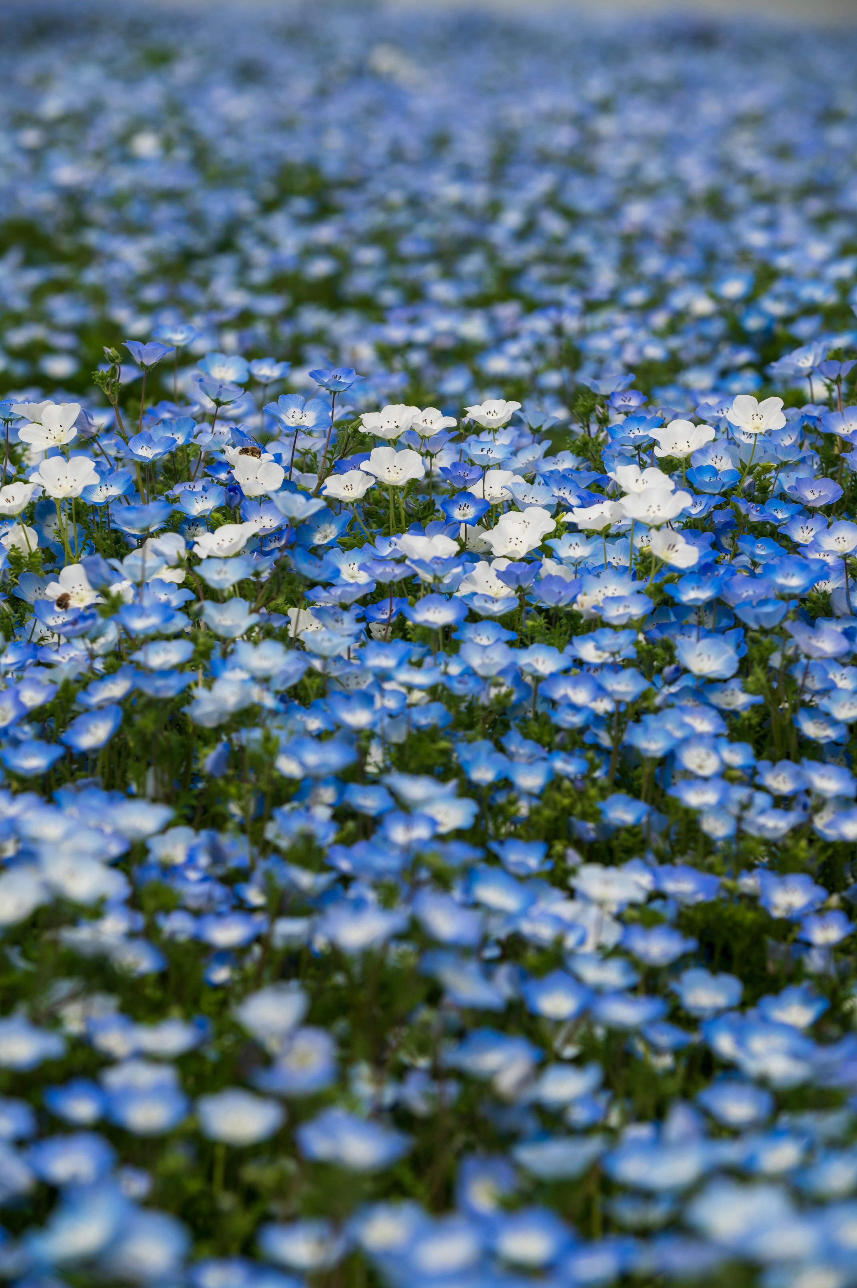 3000x4509 A field of blue and white nemophila flowers. photo