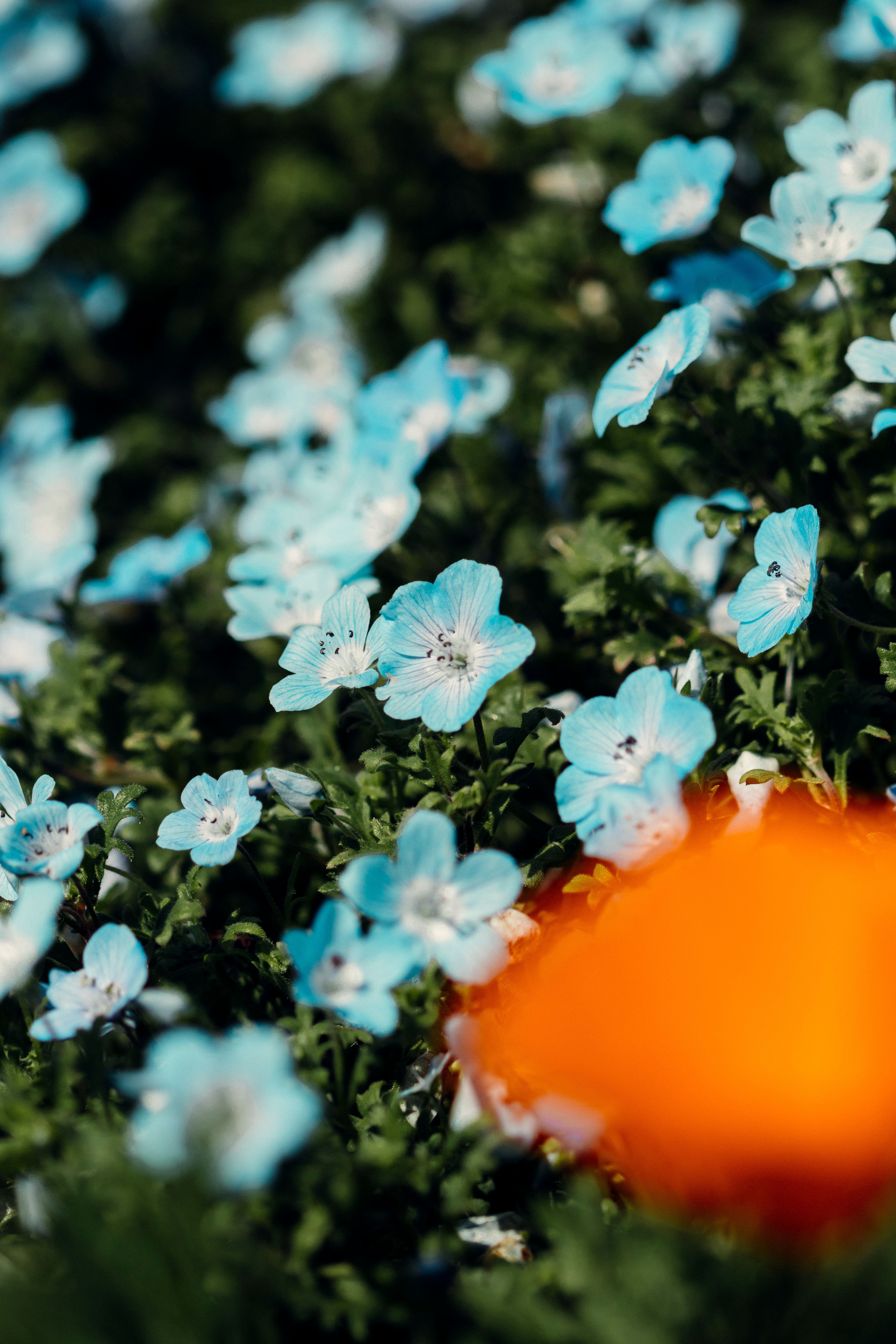 4000x6000 Nemophila Photo, Download The BEST Free Nemophila & HD Image